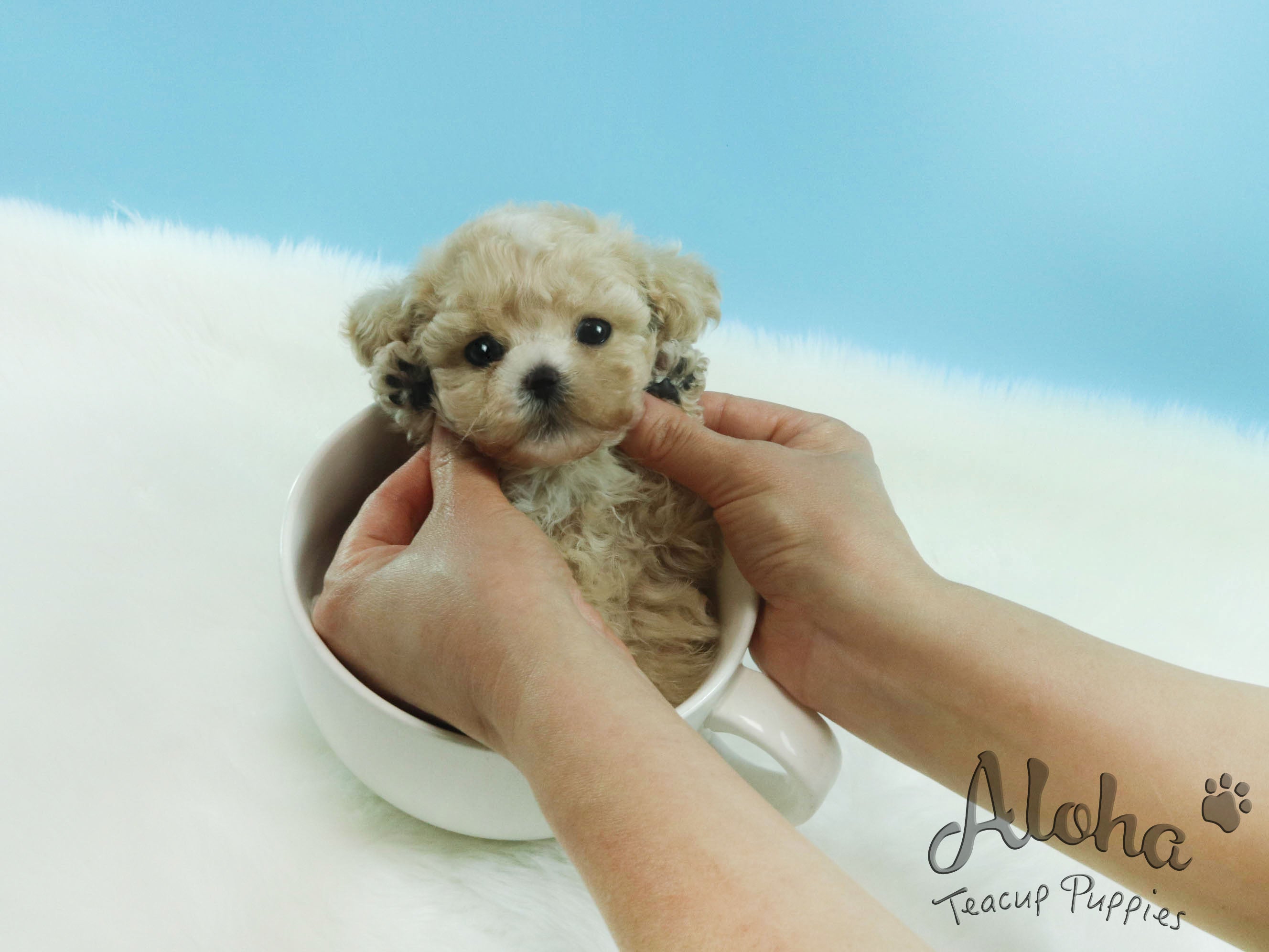 Sold to Lynn, Pie [TEACUP MALTIPOO]