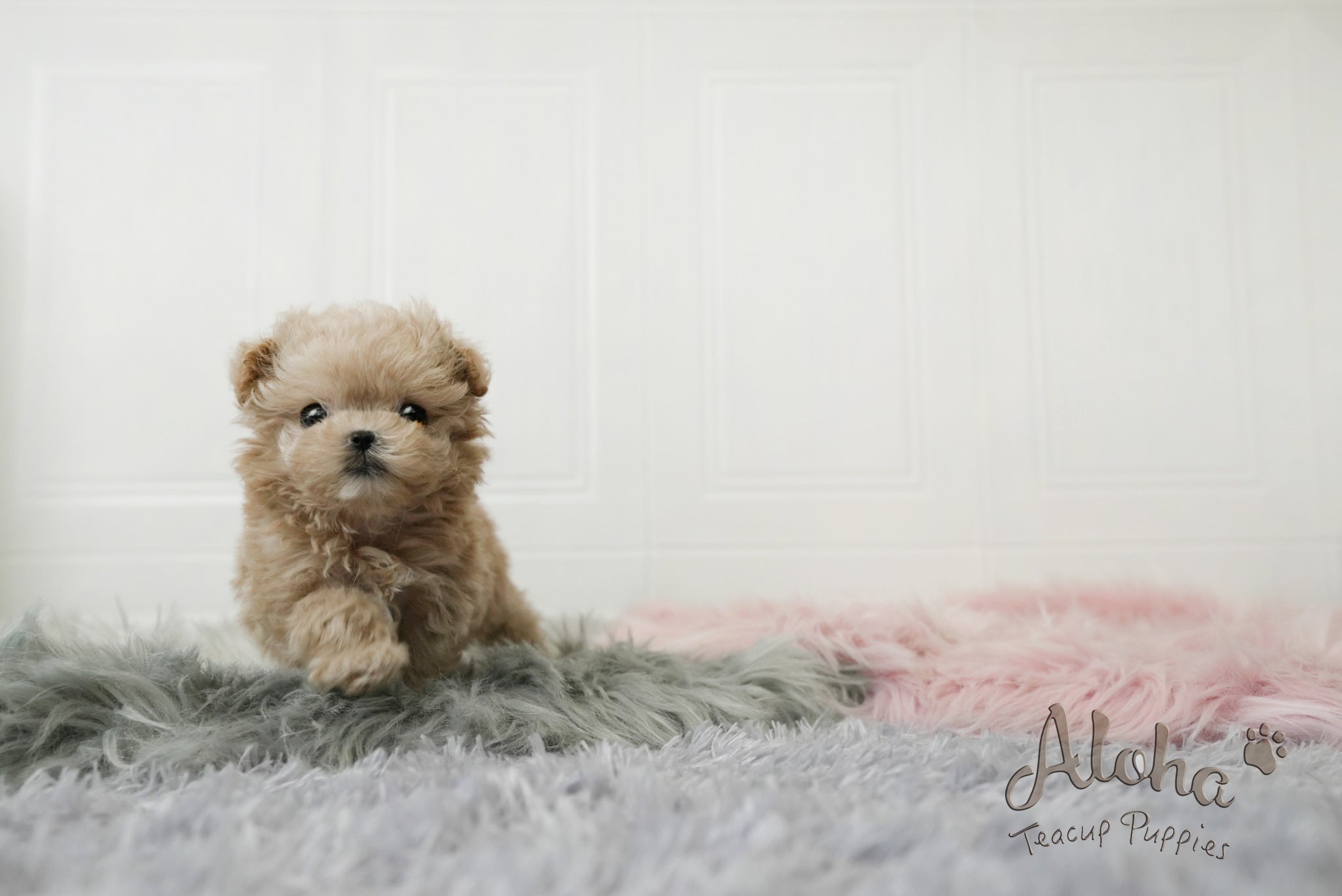 Jerry [TEACUP MALTIPOO]
