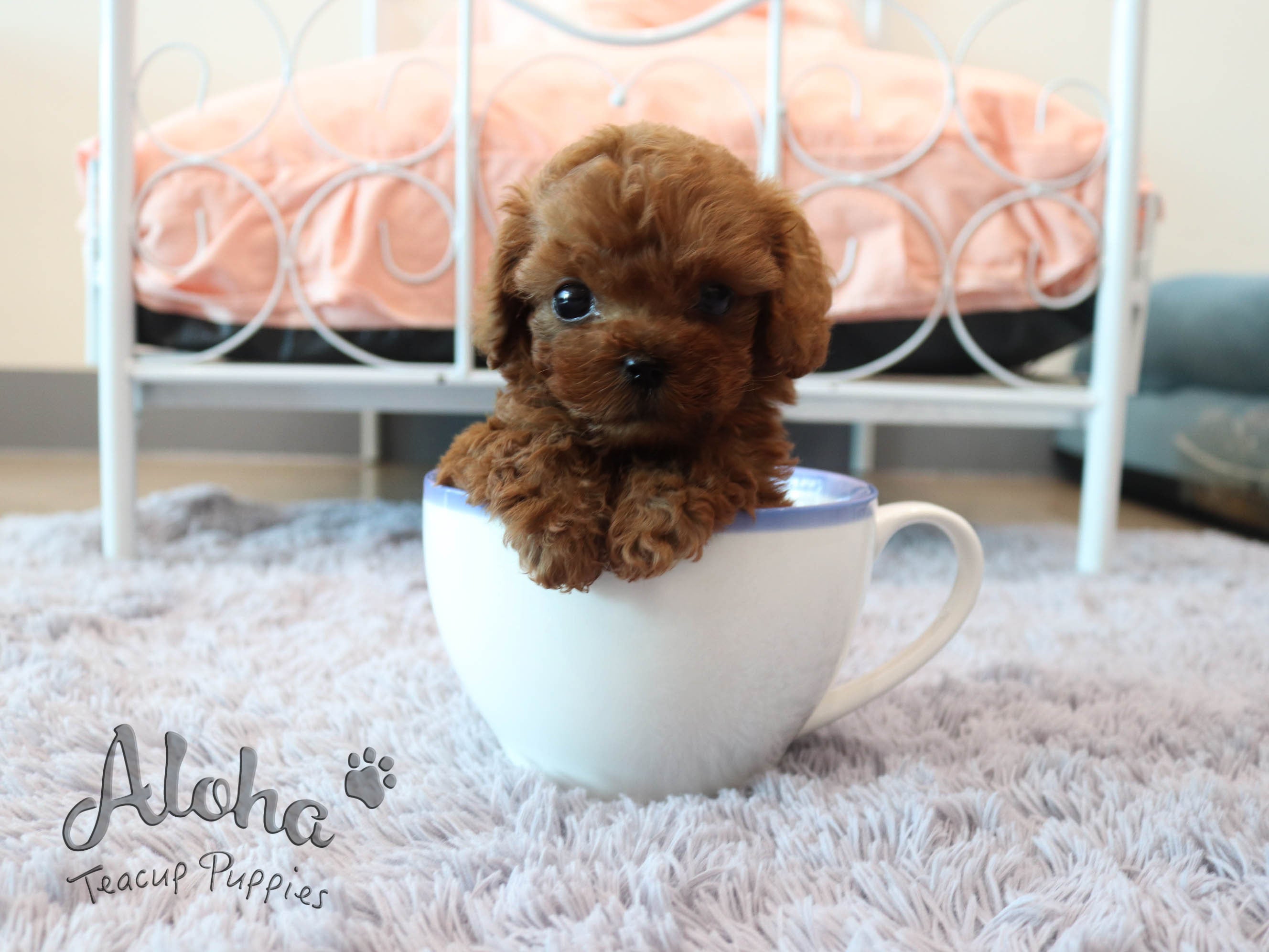 Kona [TEACUP POODLE]