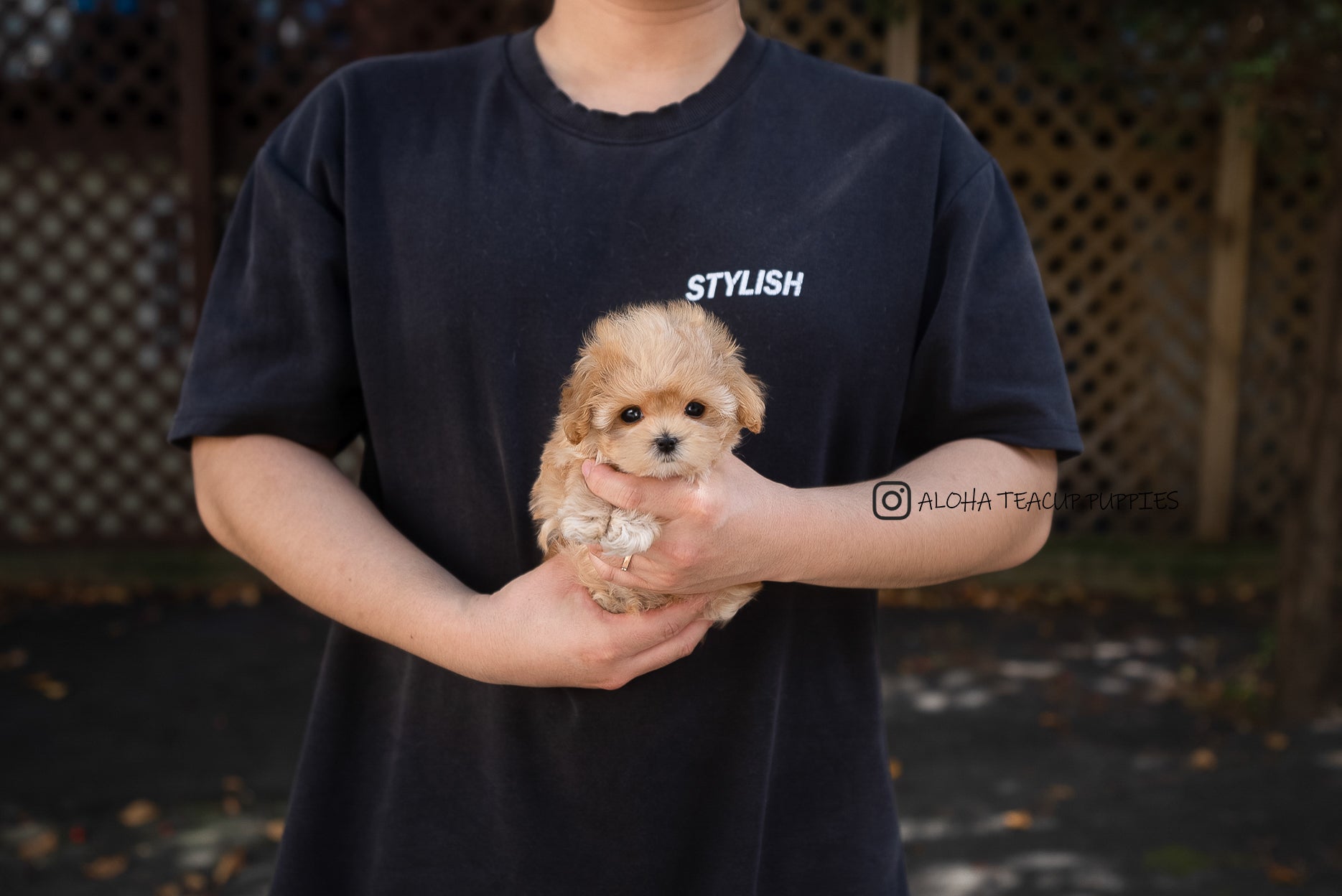 Soren [TEACUP Maltipoo]