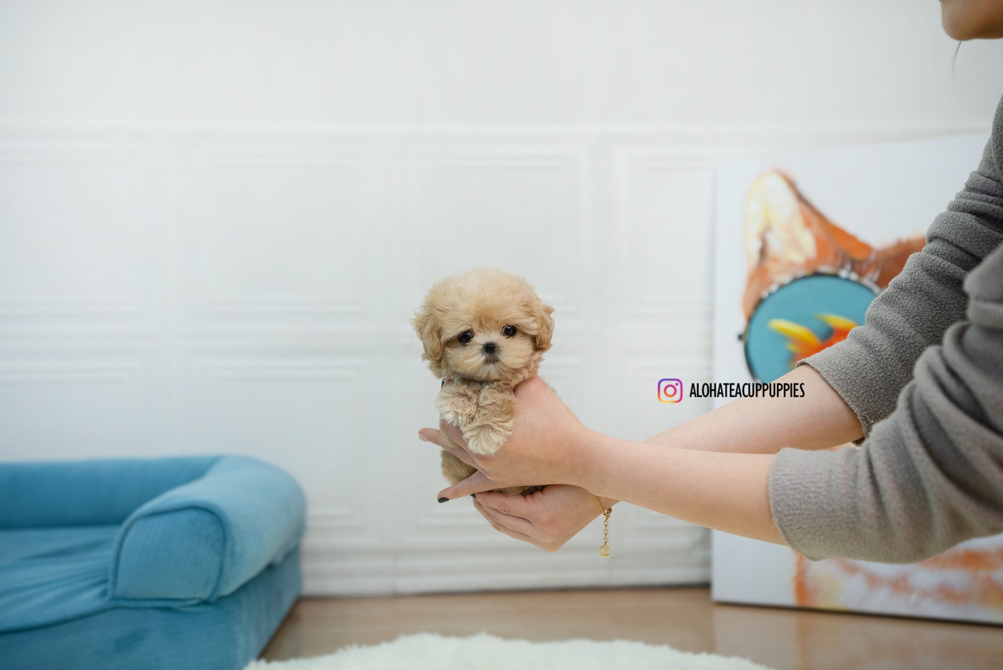 Lumi [TEACUP Maltipoo]