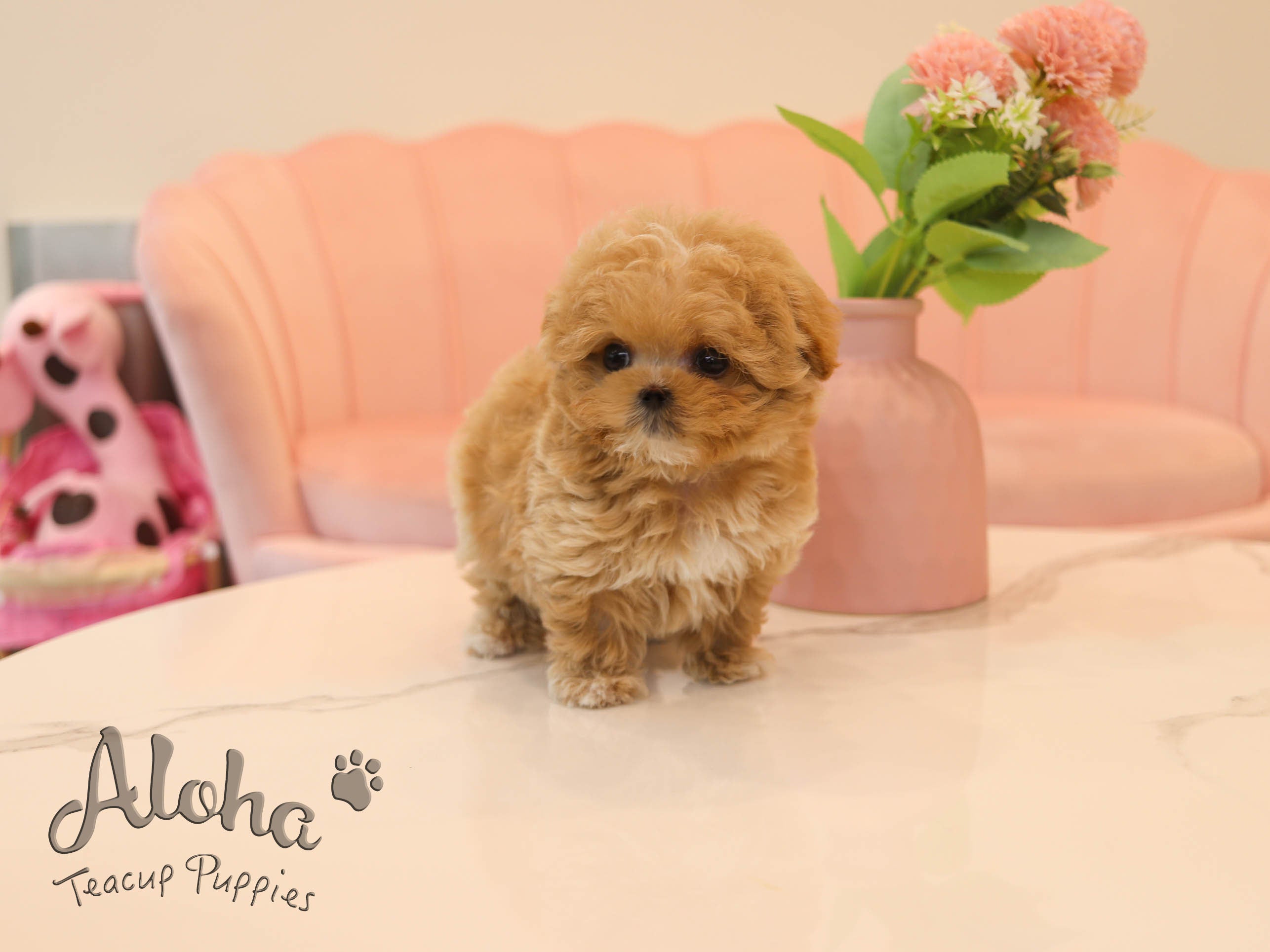 Butter [TEACUP MALTIPOO]