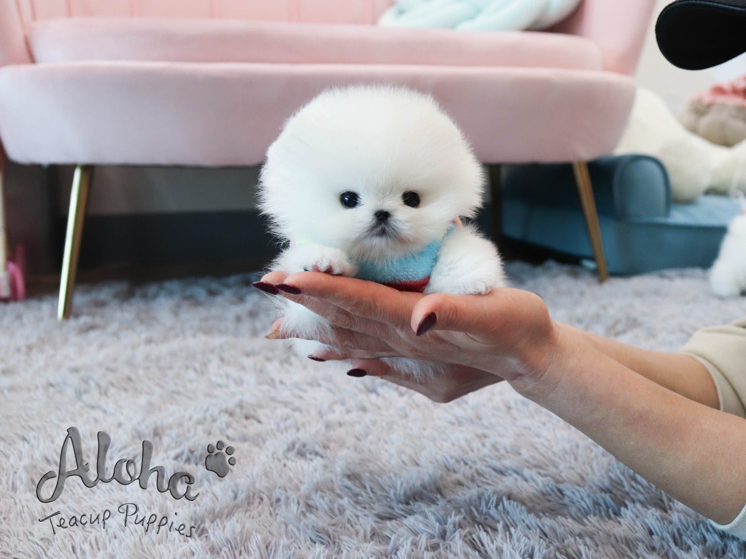 Melo&Molly [TEACUP POMERANIAN]