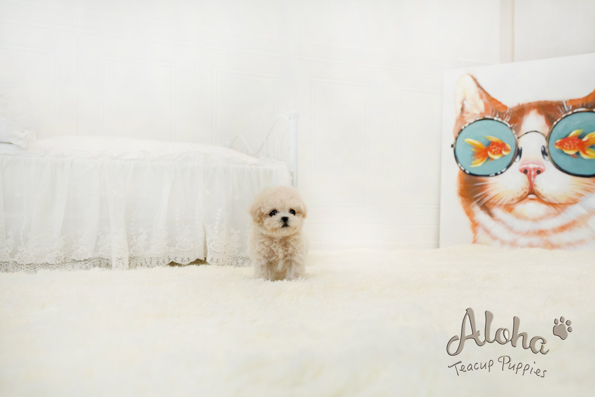 Lily [TEACUP MALTIPOO]