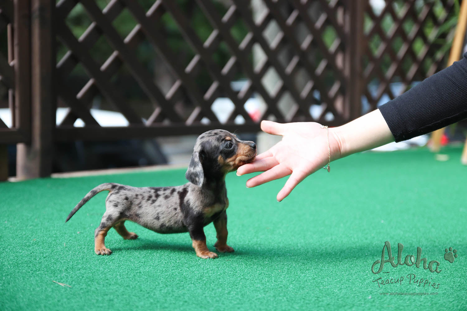 Martina - [Dachshund]