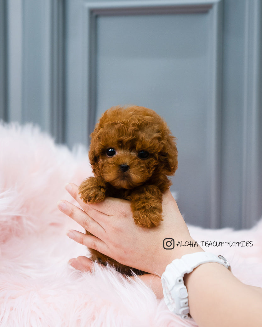 Barbie [TEACUP POODLE]