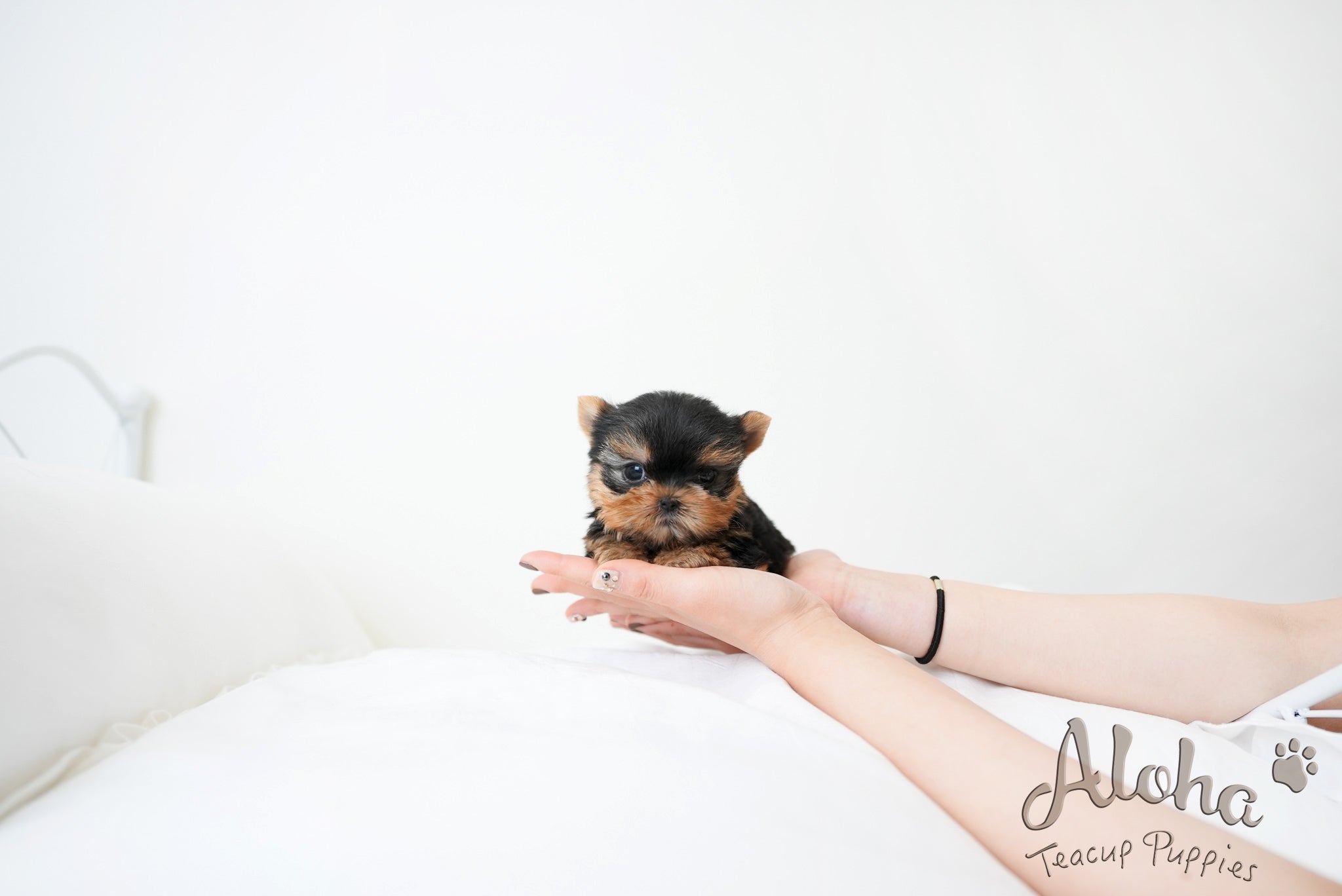 Finn [TEACUP YORKIE]
