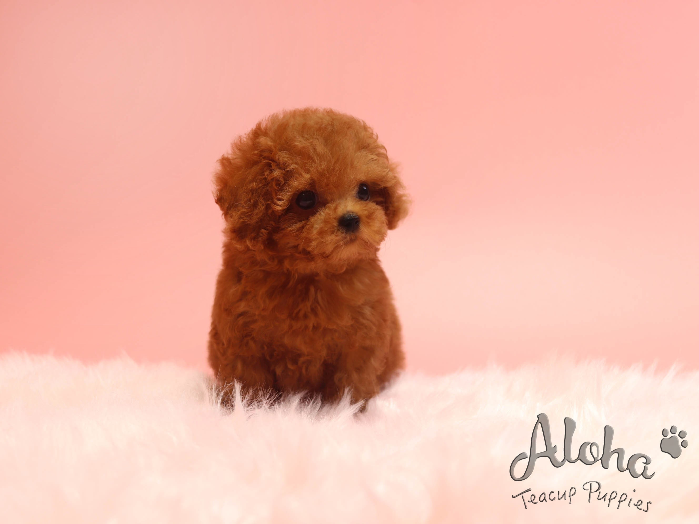 Benz [TEACUP Maltipoo]