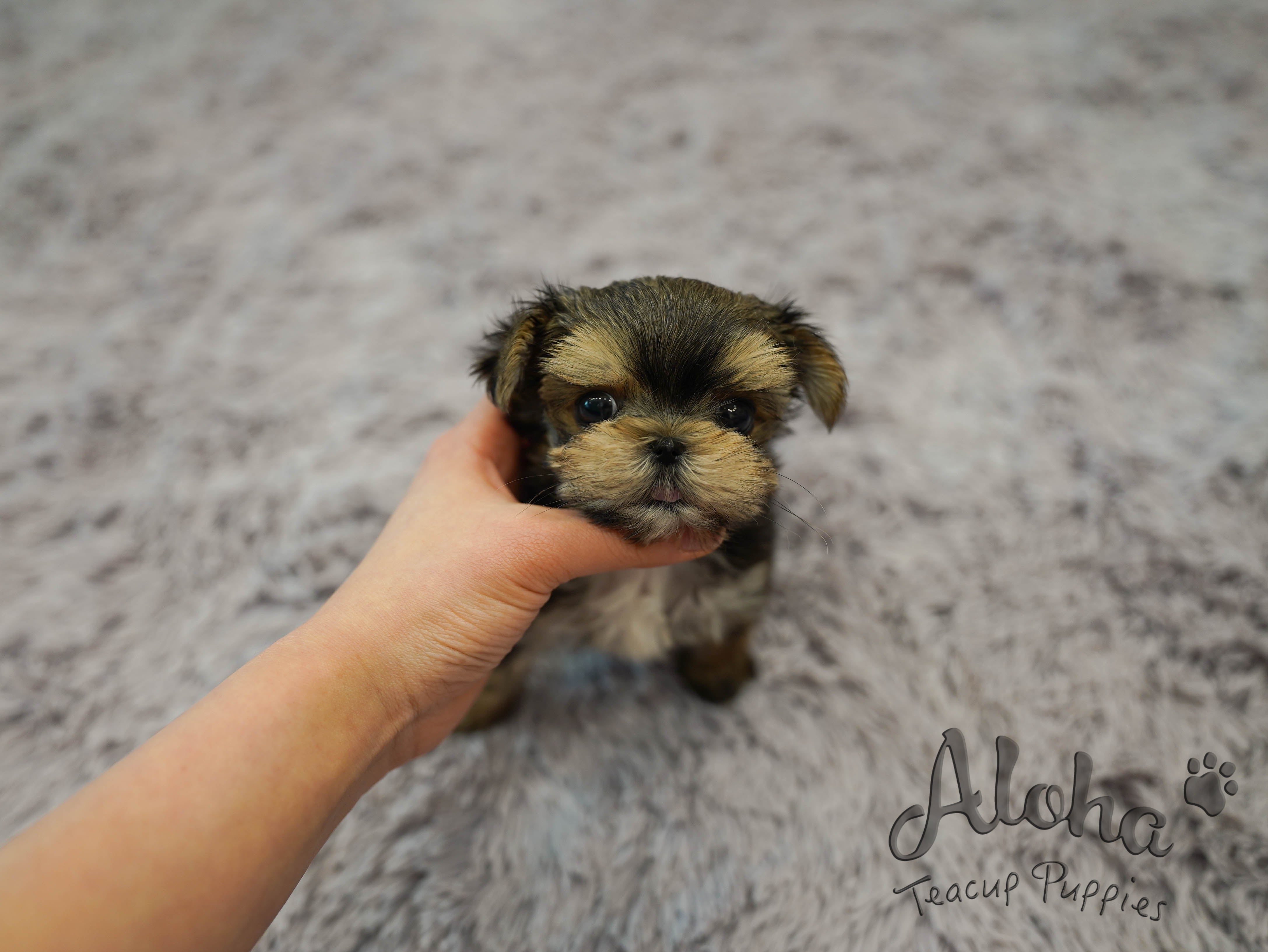 MAYA [TEACUP MORKIE]