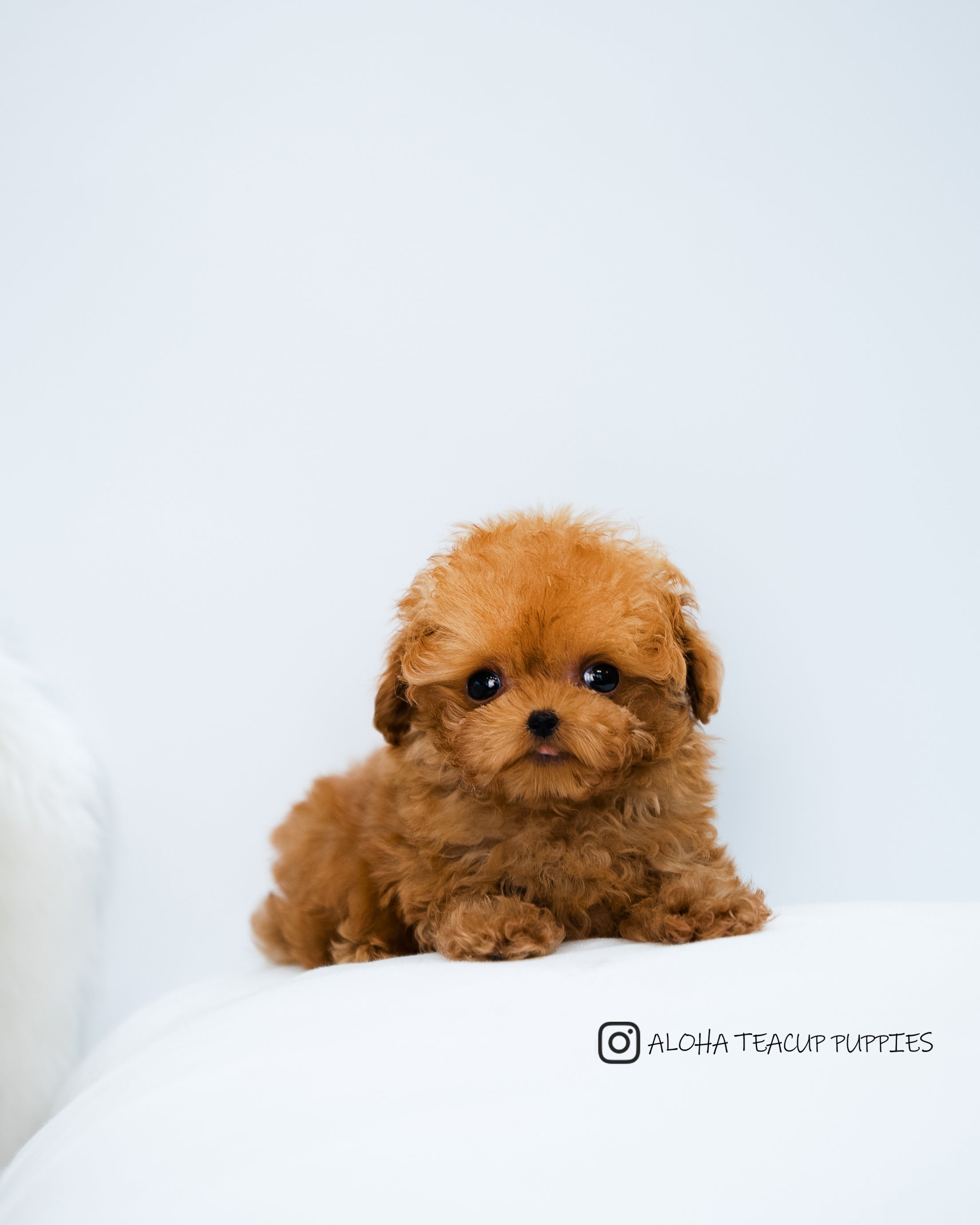 Finn [TEACUP POODLE]