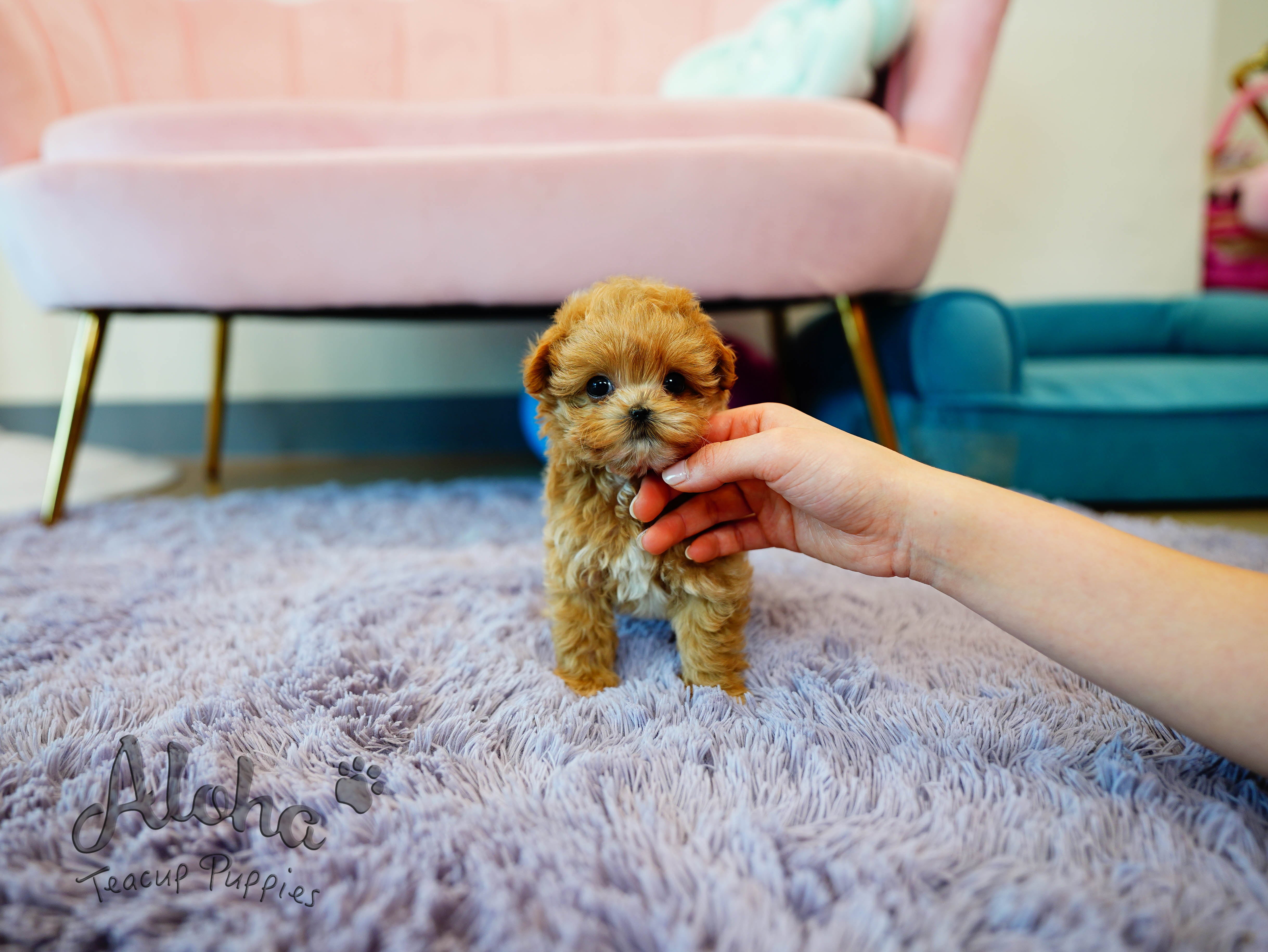 Cookie [TEACUP MALTIPOO]