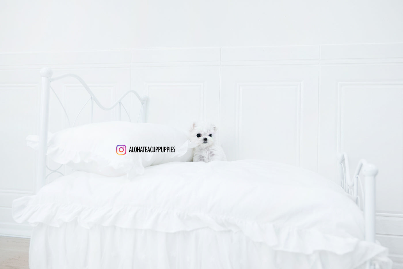 Iris [TEACUP MALTESE]