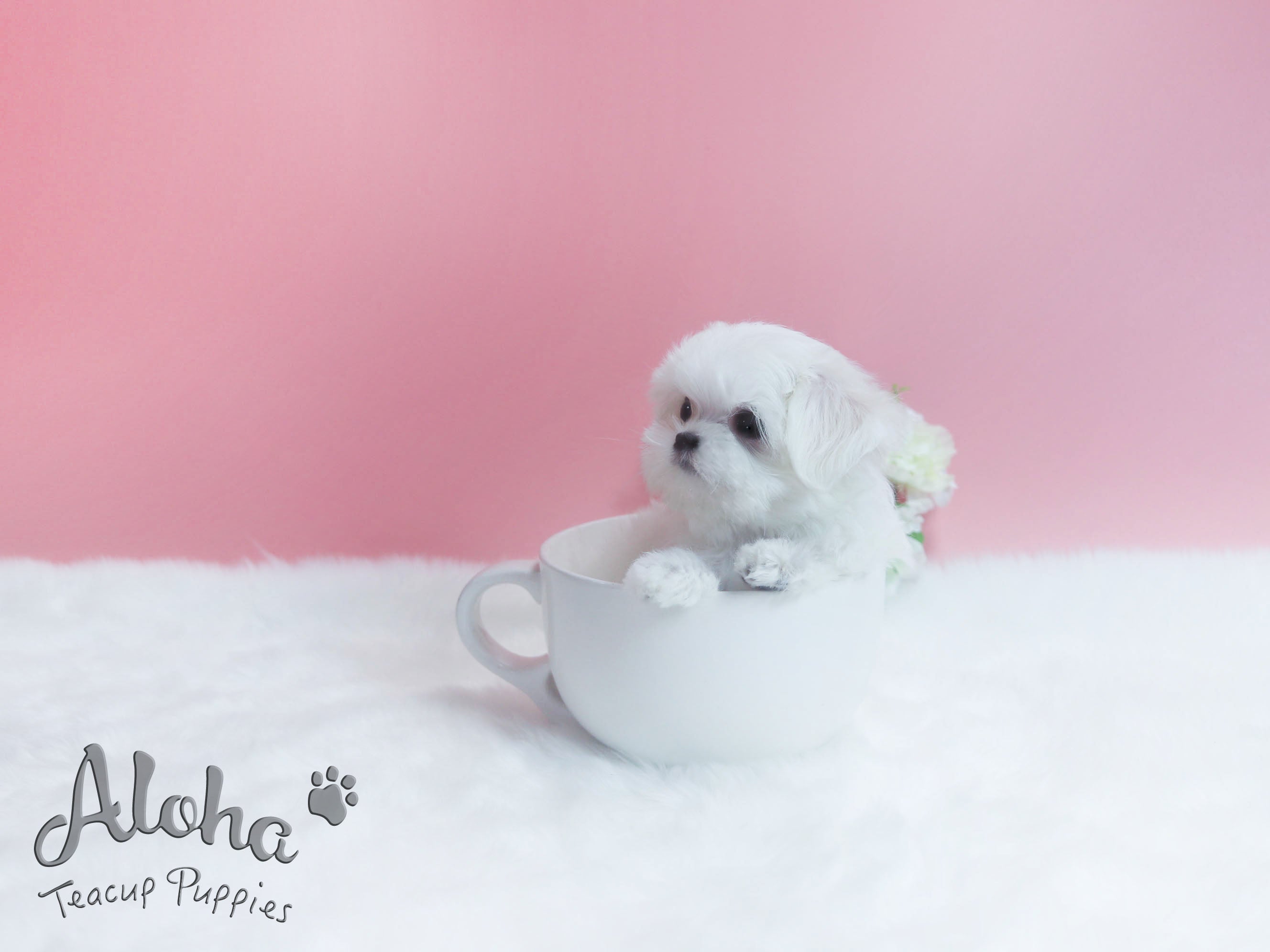 Sold to Destiny, Minnie [TEACUP MALTESE]