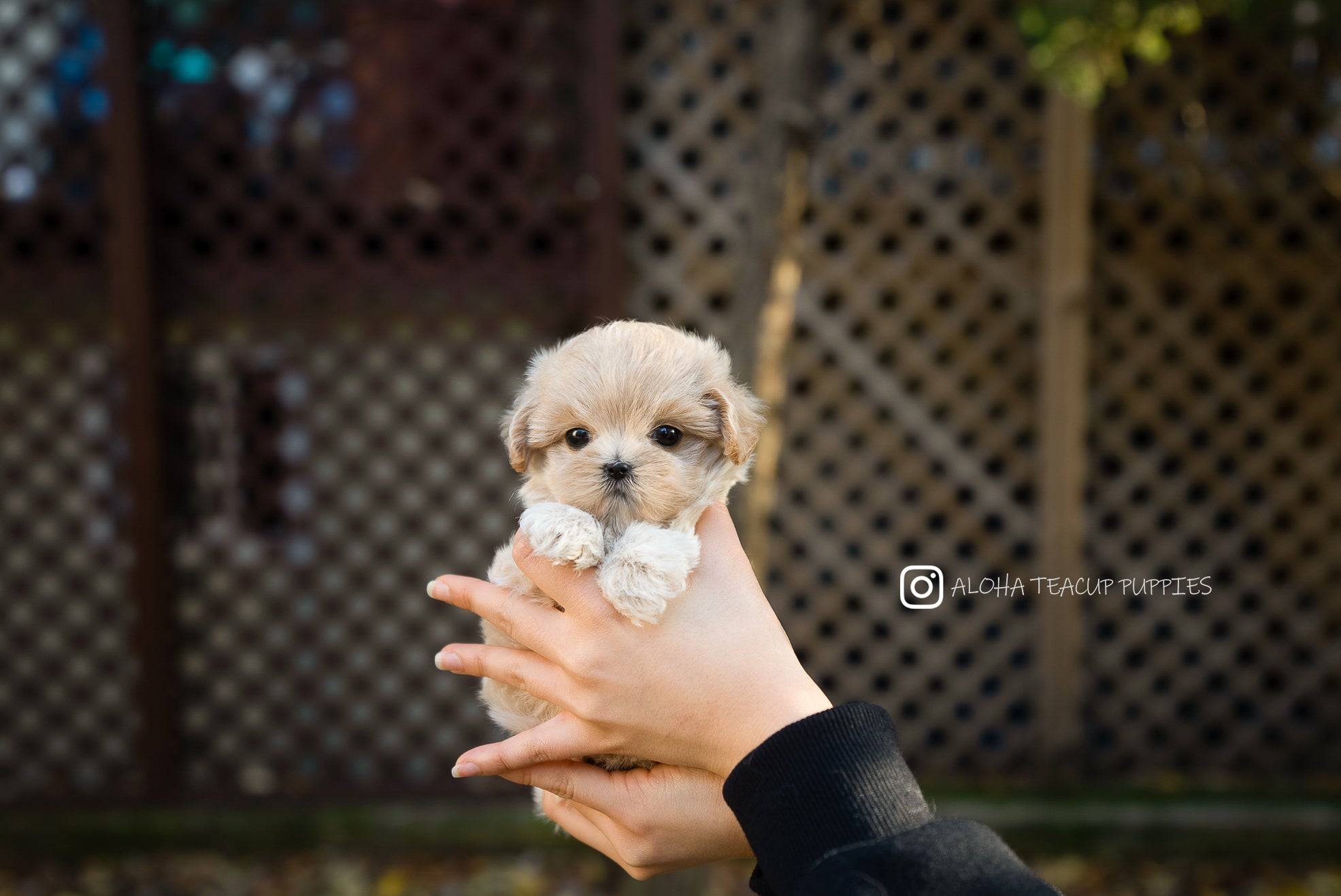 Juliette [TEACUP MALTIPOO]