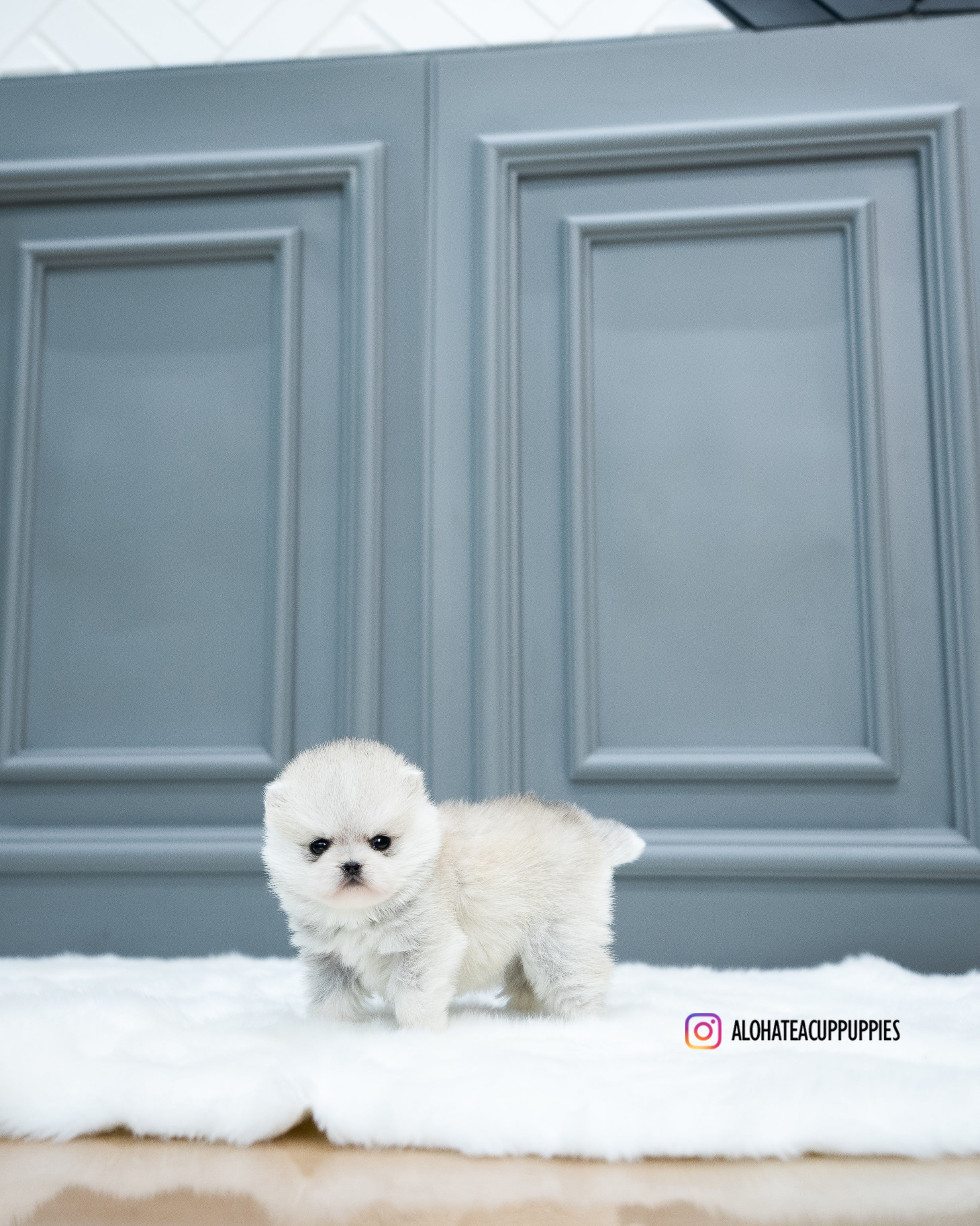 Lena [TEACUP Pomsky]