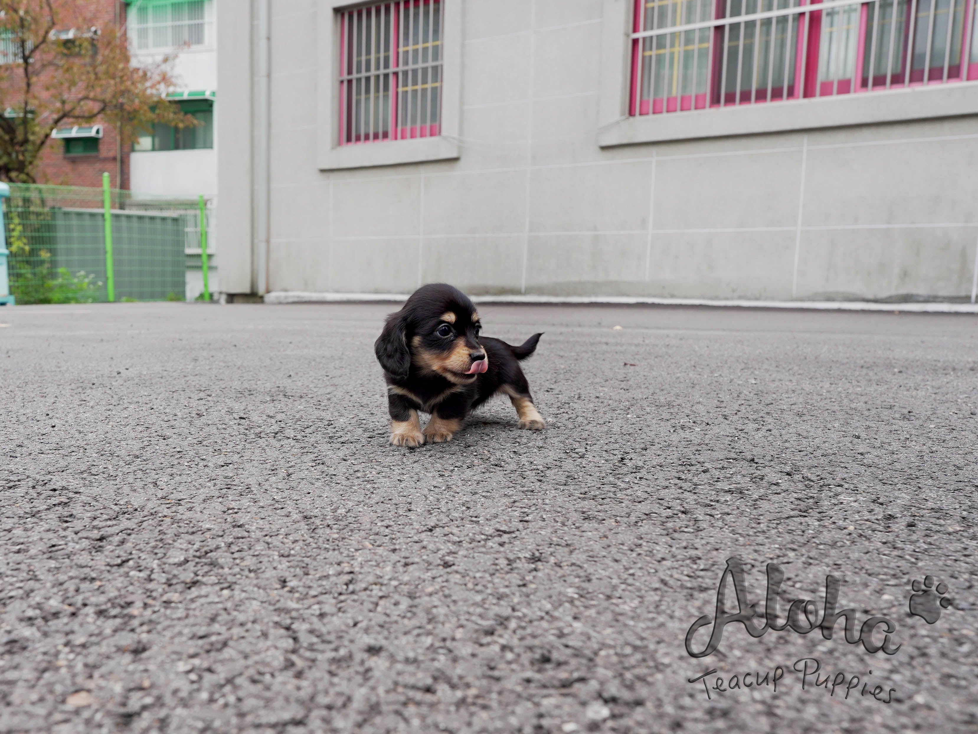 Isabella [TEACUP Dachshund]