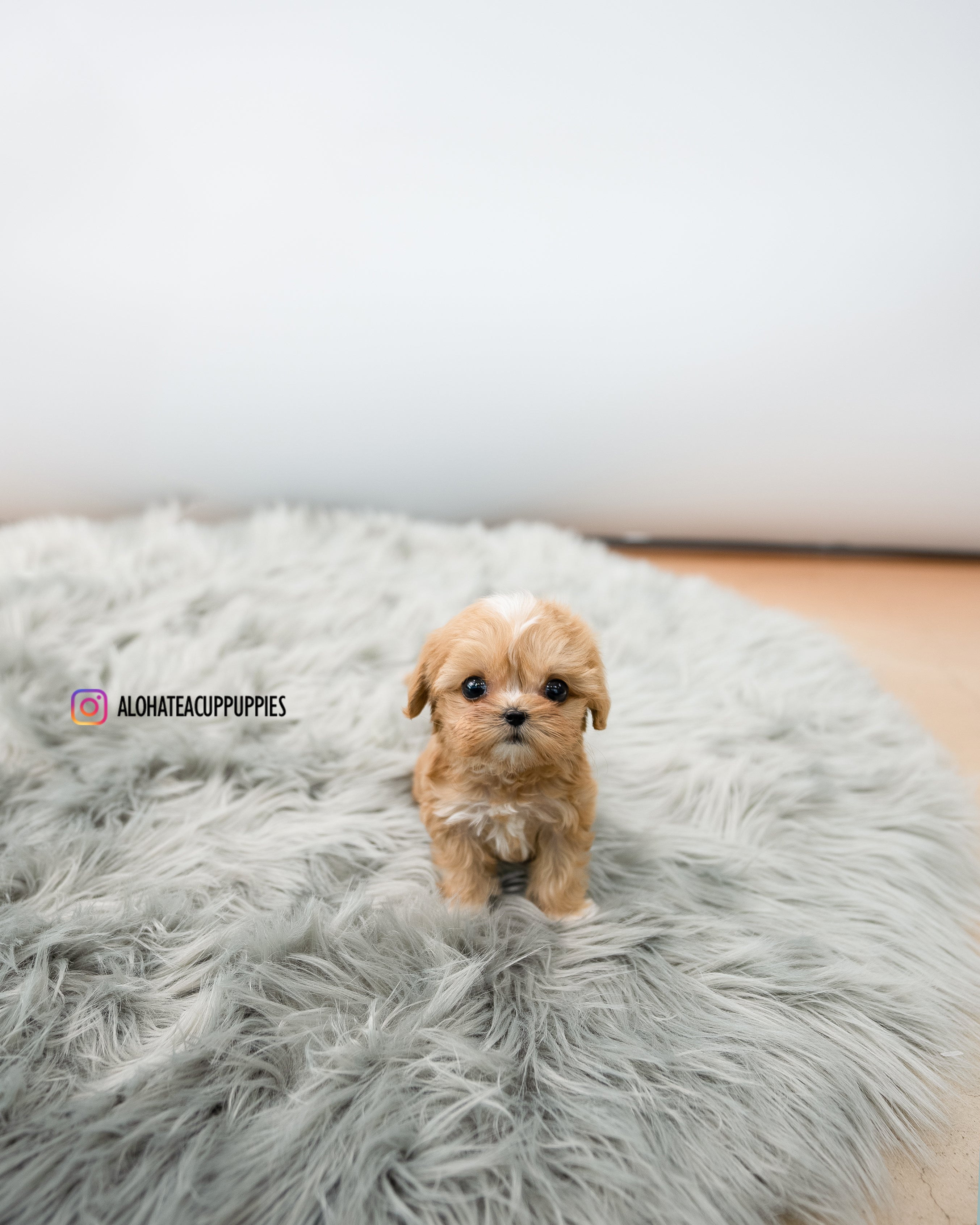 Nora [TEACUP MALTIPOO]