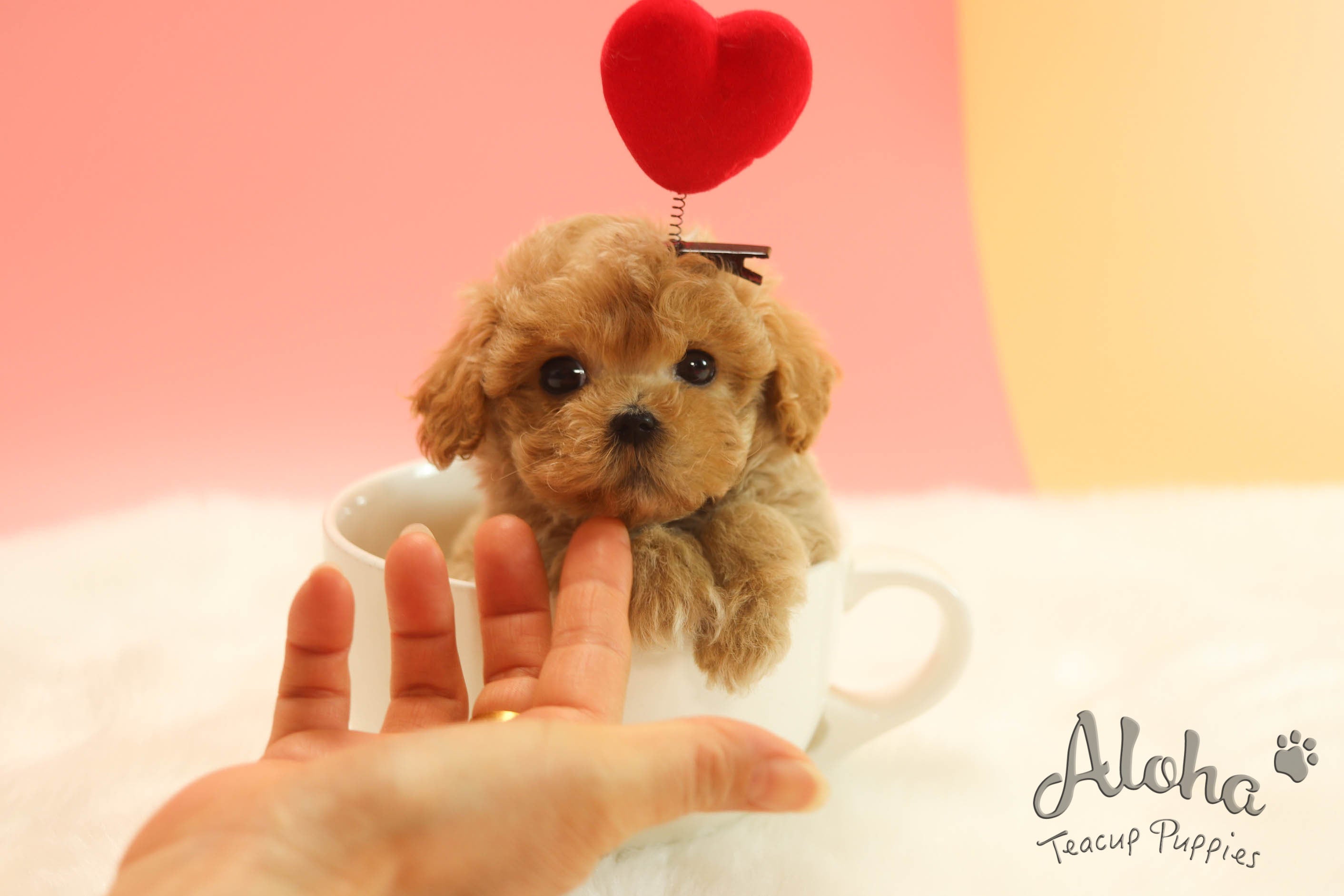 Mocha [TEACUP MALTIPOO]