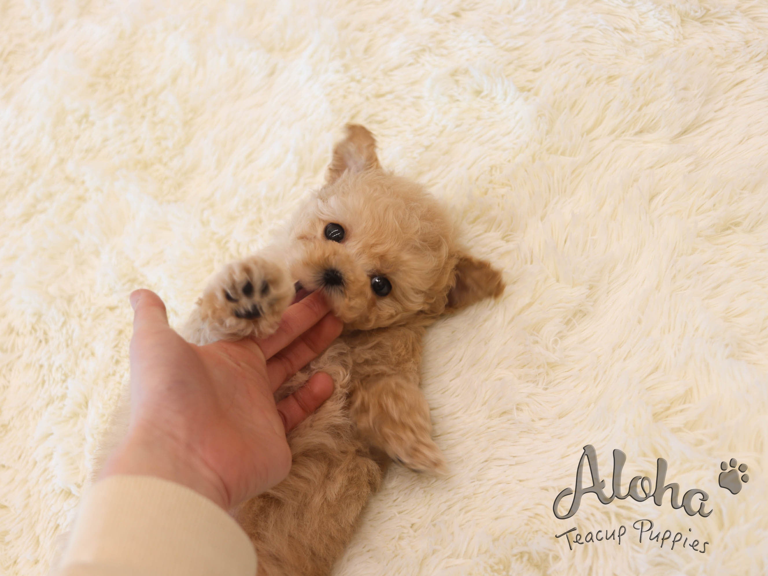 Rose [TEACUP POODLE]