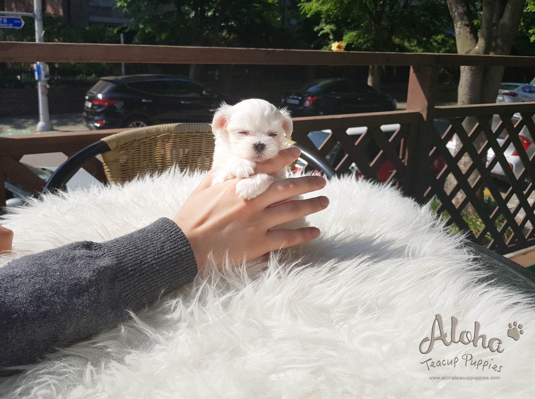Cherry - [Maltese]