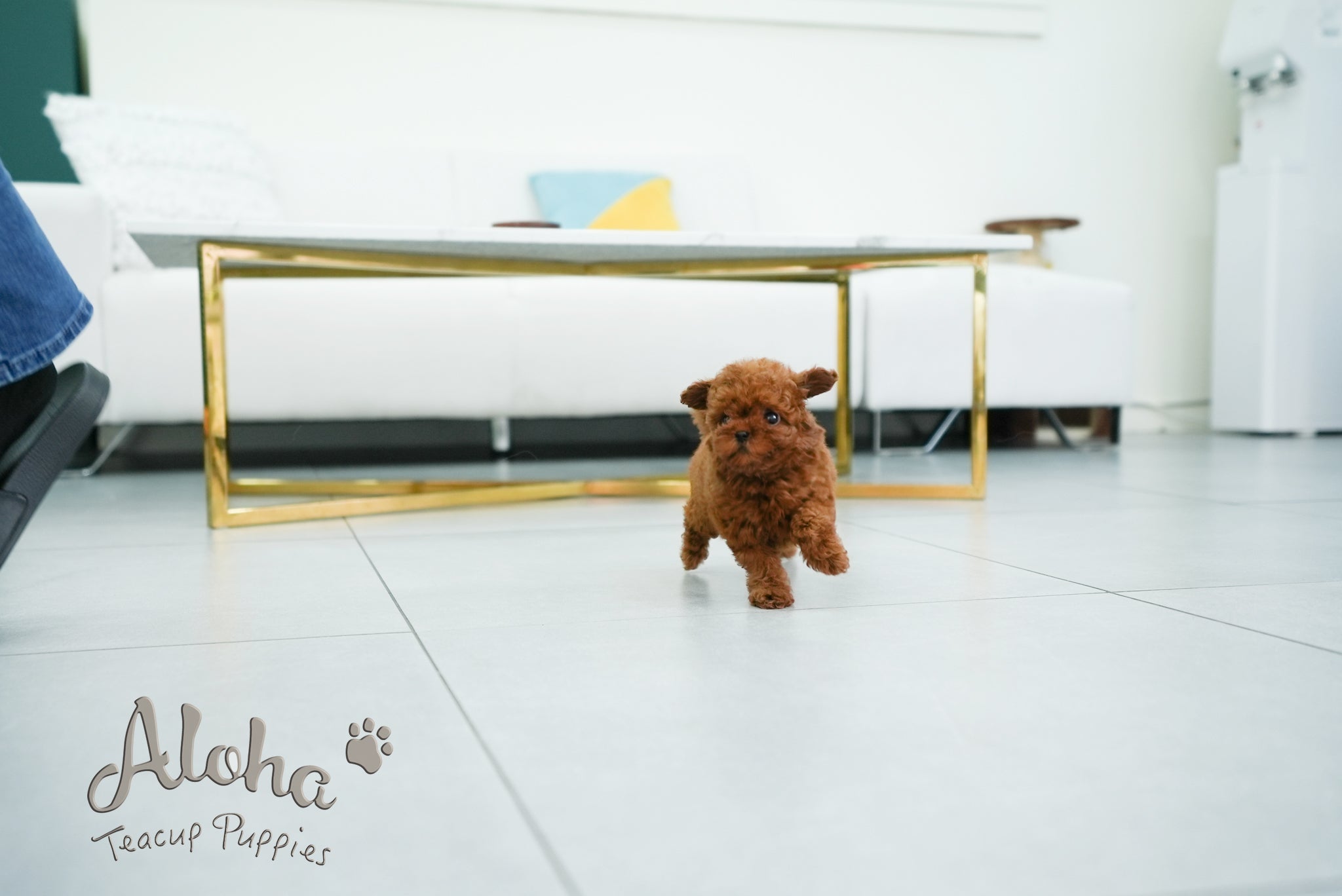 Olivia [TEACUP POODLE]