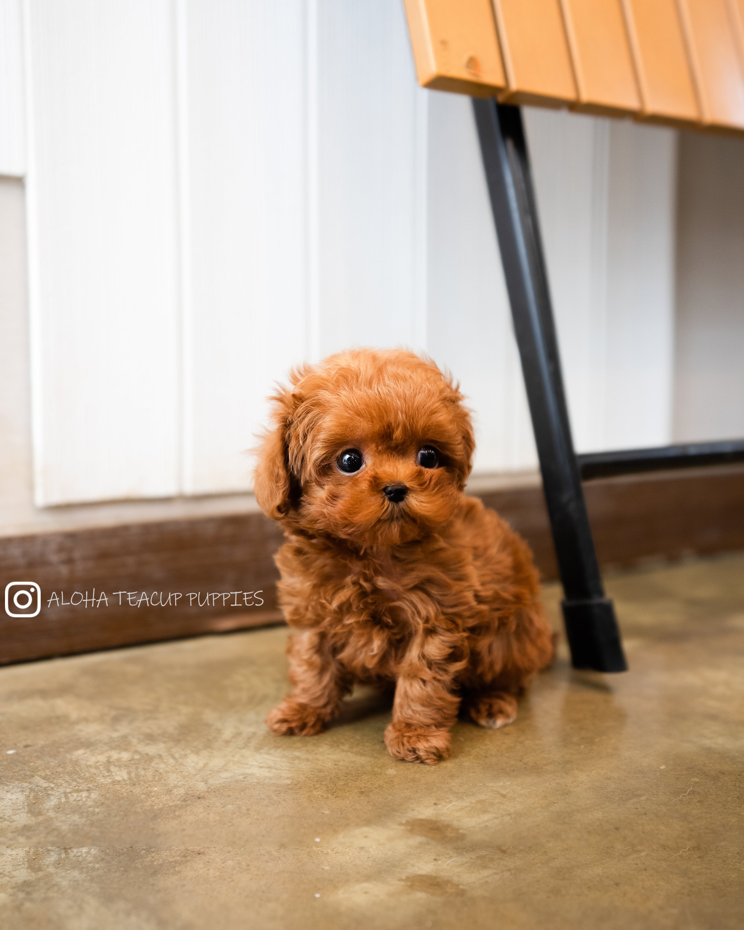Finn [TEACUP MALTIPOO]