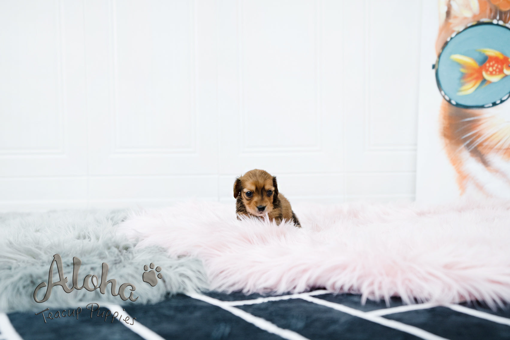 Koda [TEACUP DACHSHUND]