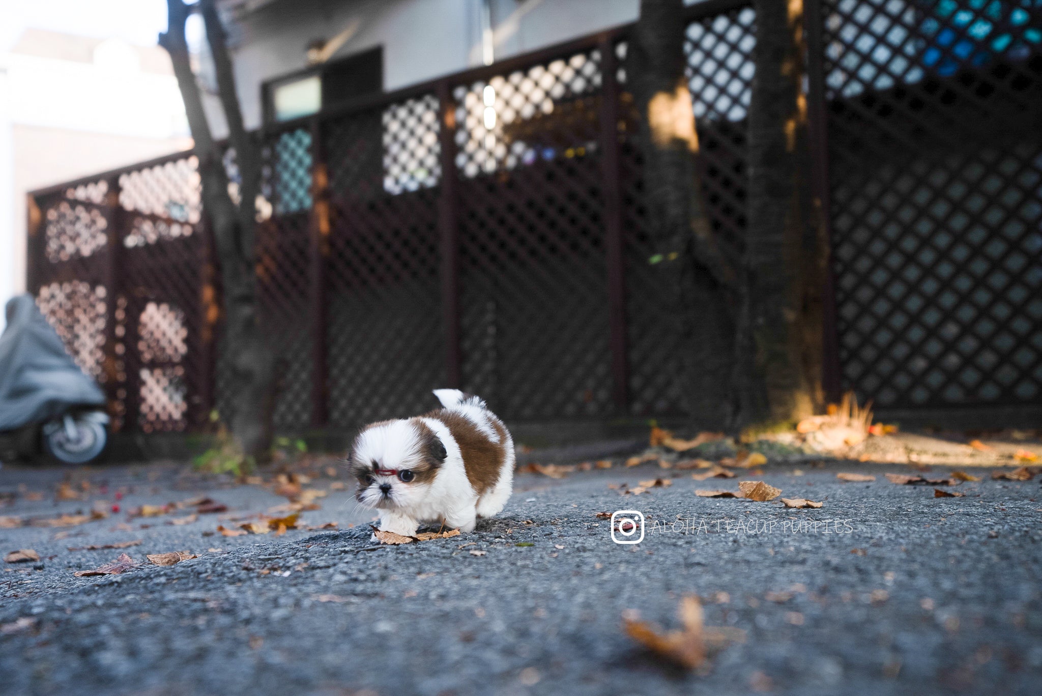 Maya [TEACUP SHIHTZU]