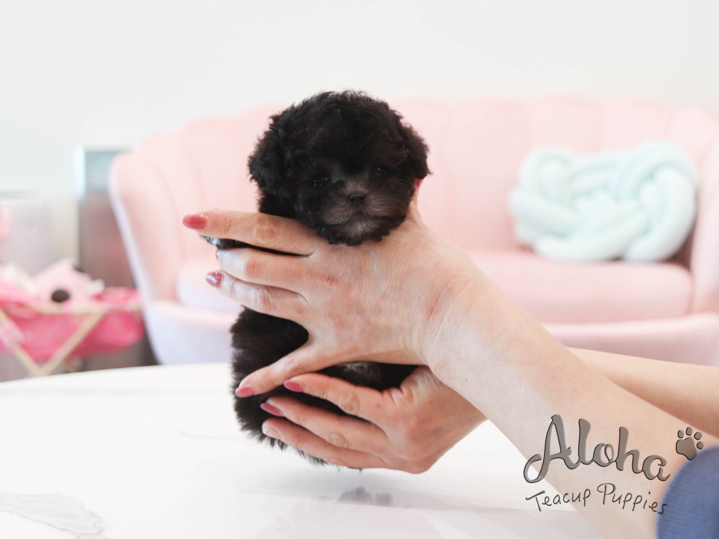 Oreo [TEACUP POODLE]