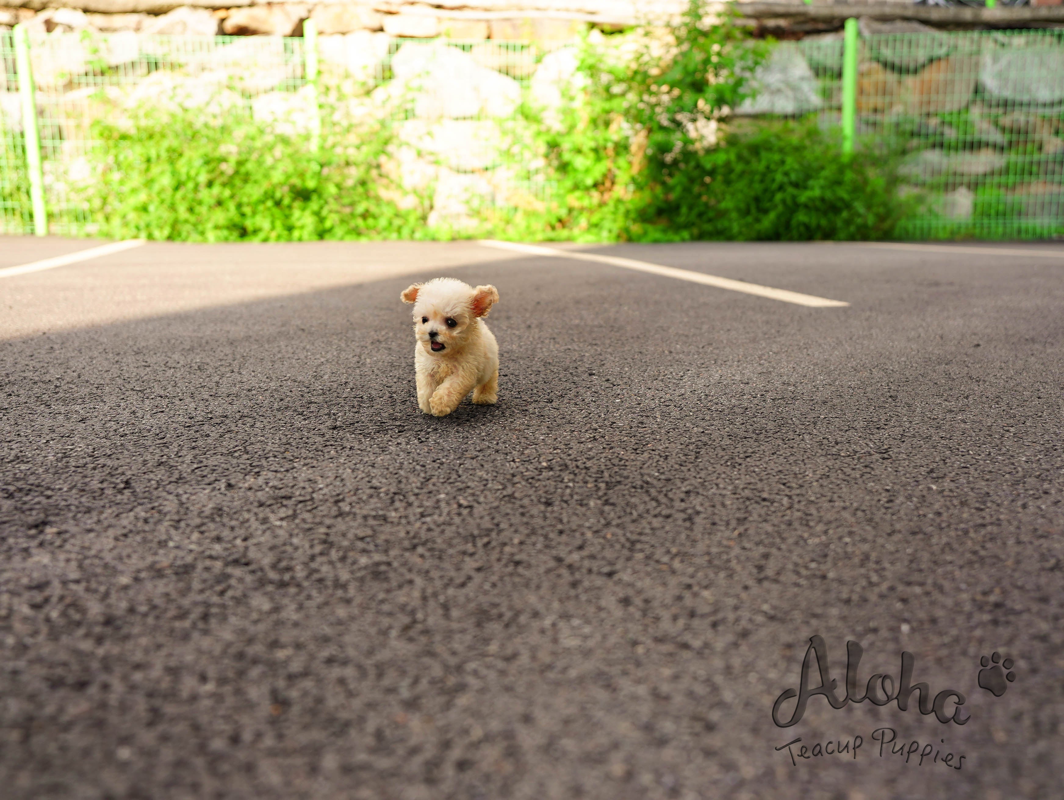 Haribo [TEACUP POODLE]