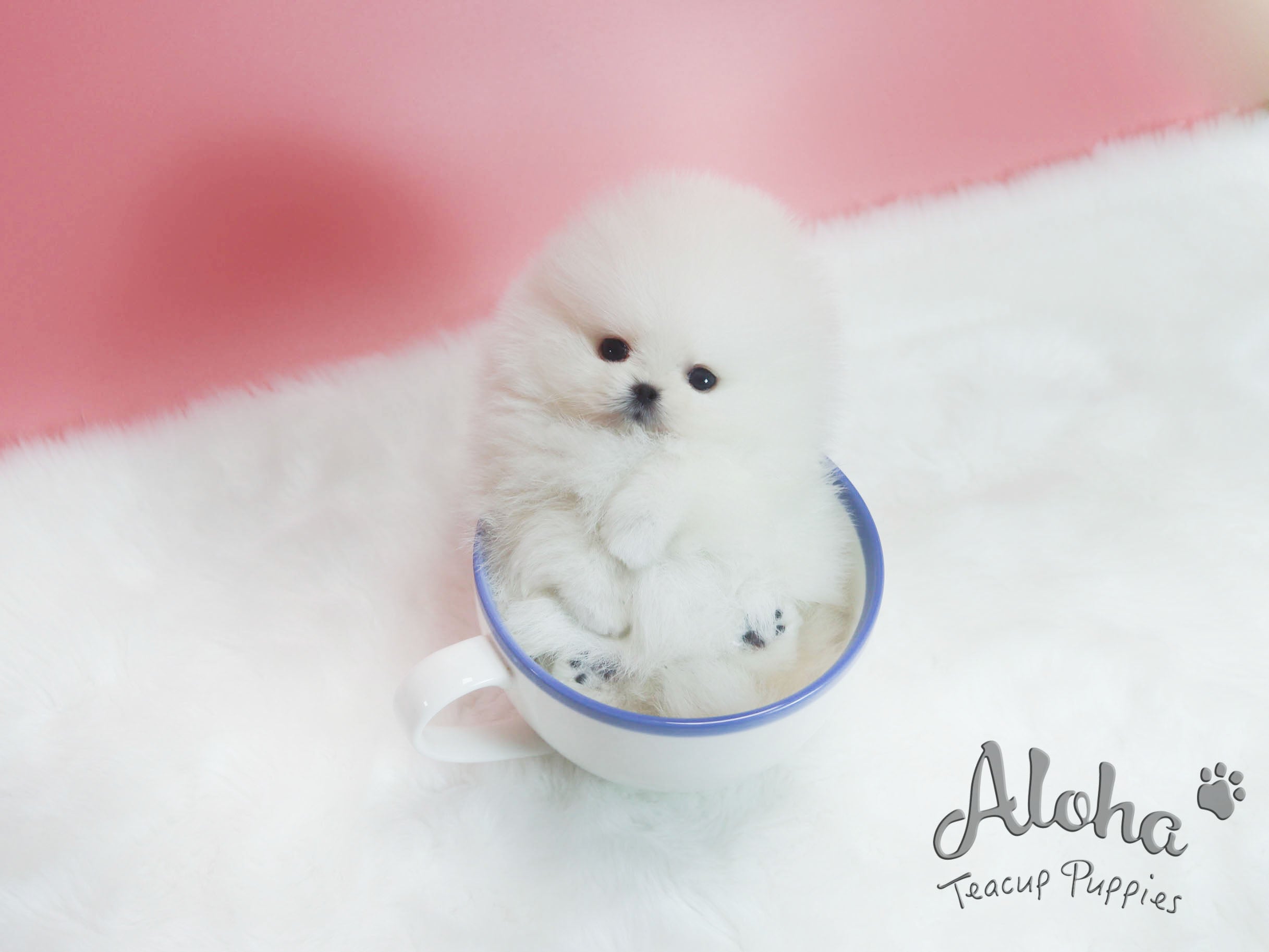 Sold to sheng, Pepper [TEACUP POMERANIAN]