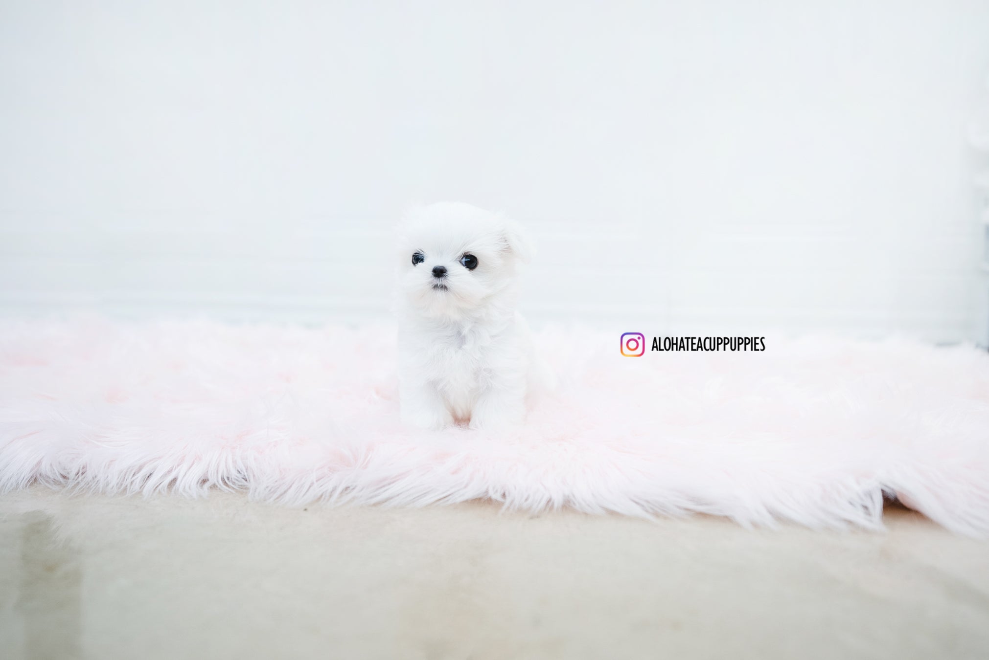 Noah [TEACUP MALTESE]