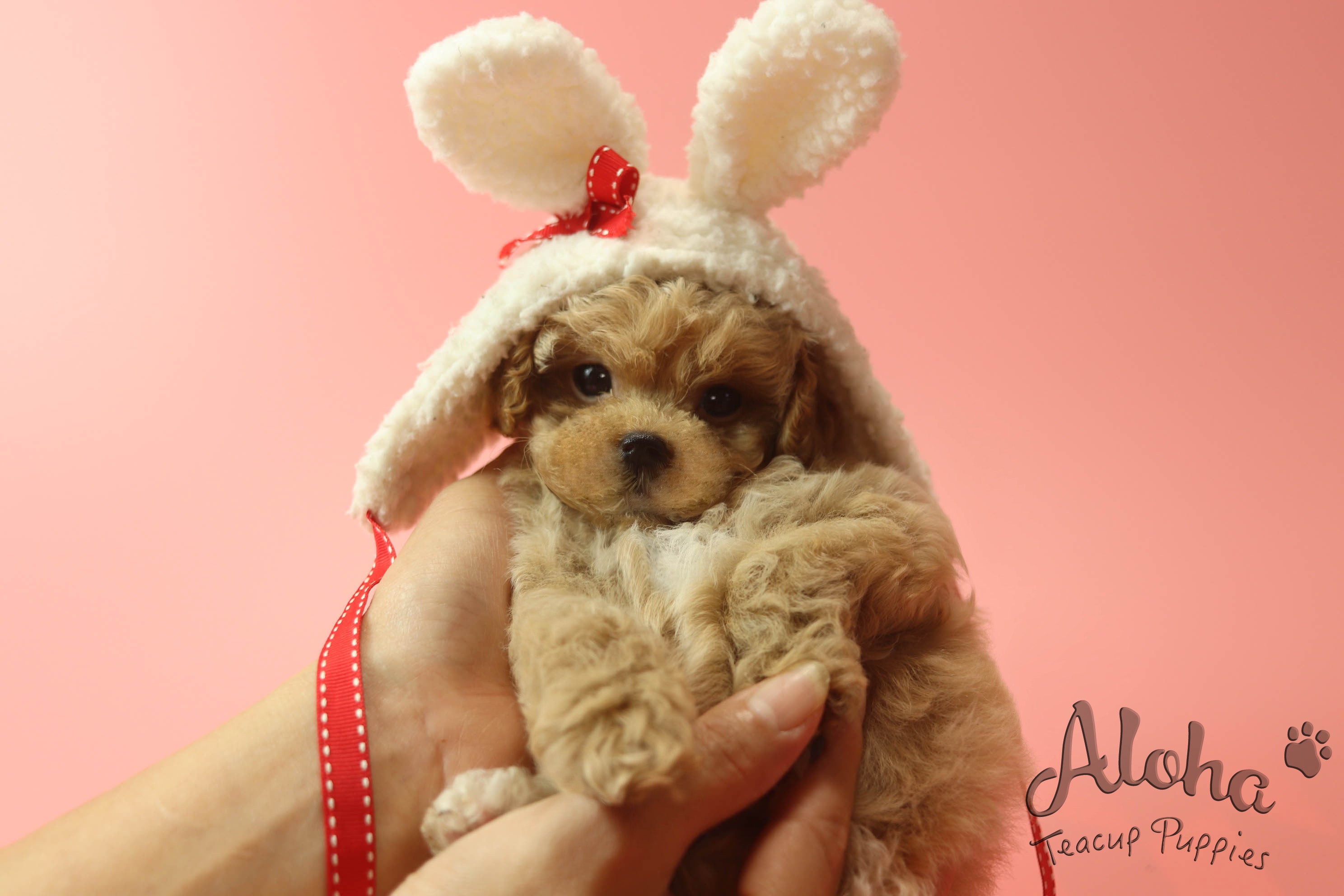 IZZY [MALTIPOO TAMAÑO TAZA DE TÉ]