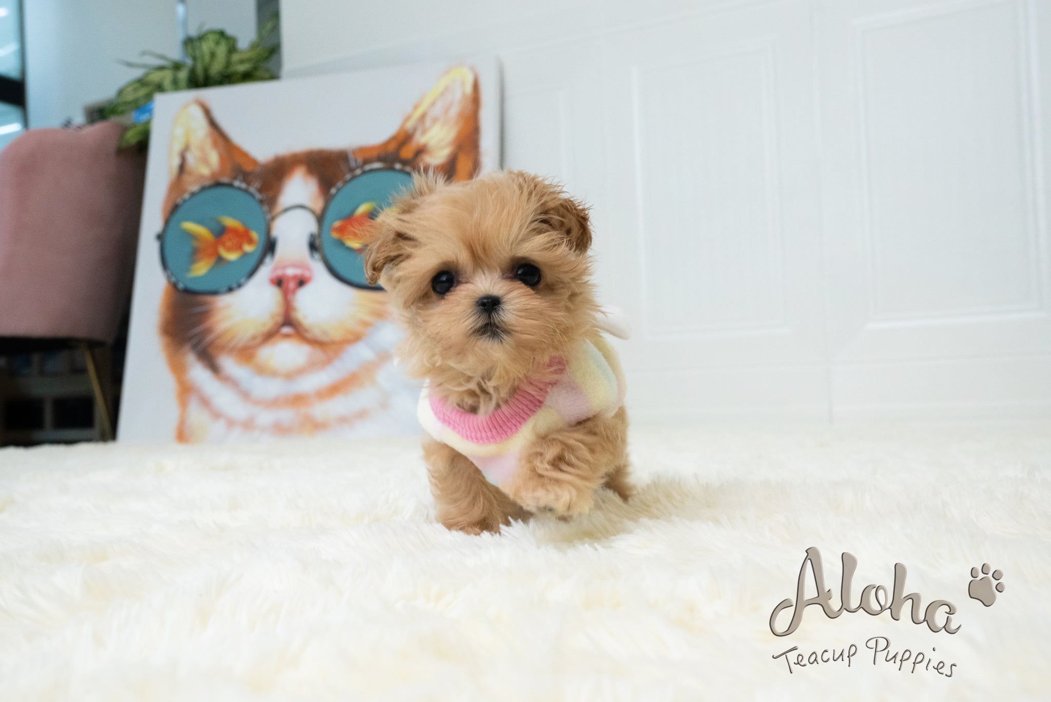 Dorothy [TEACUP MALTIPOO]
