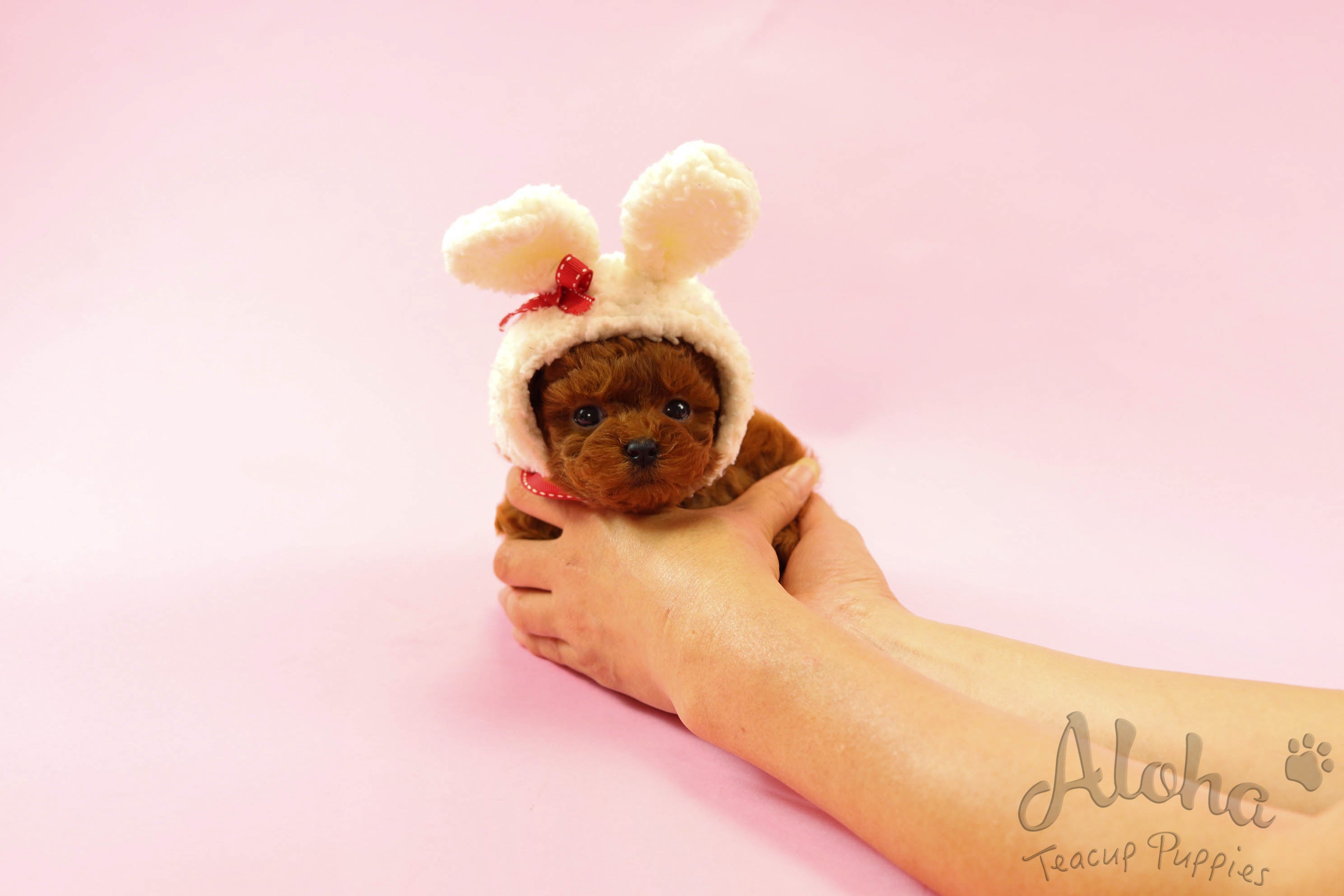 Sold to Jill, CORA [Teacup Poodle]