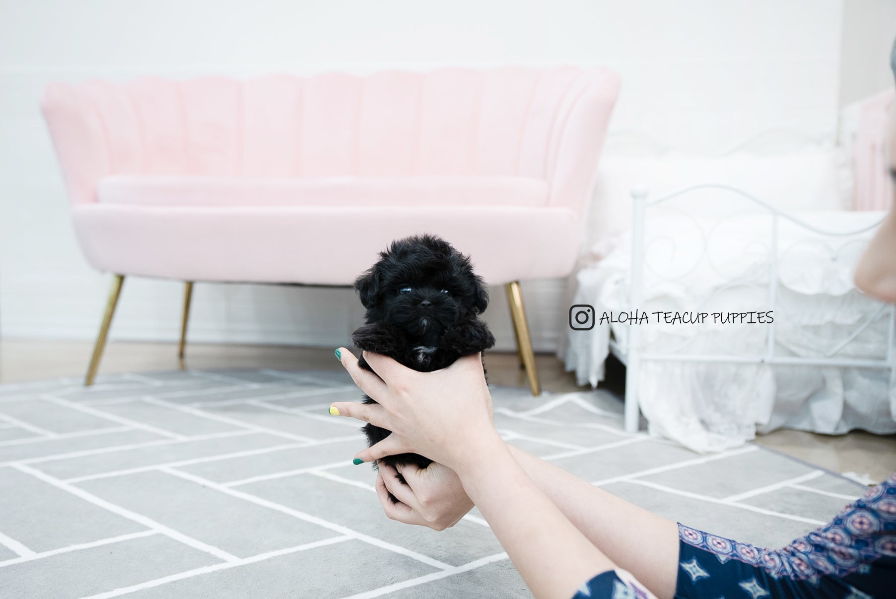 Tarry [TEACUP MALTIPOO]