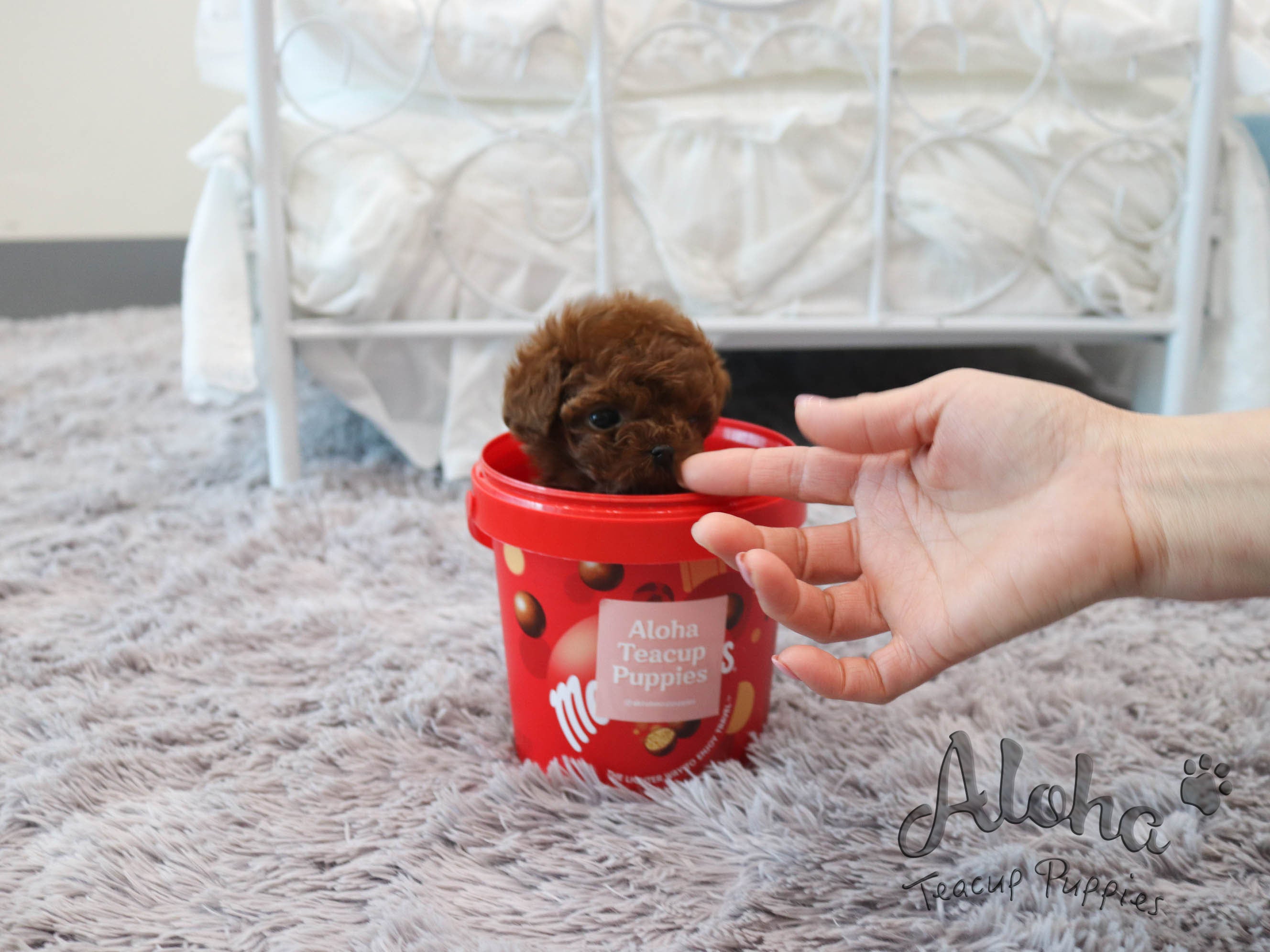 Lina [TEACUP POODLE]