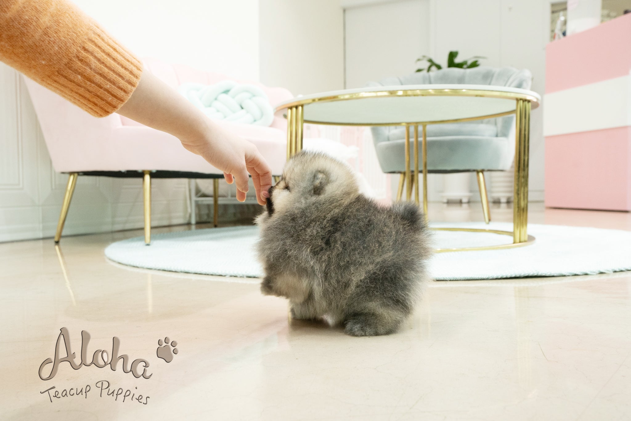 Gideon [TEACUP POMERANIAN]