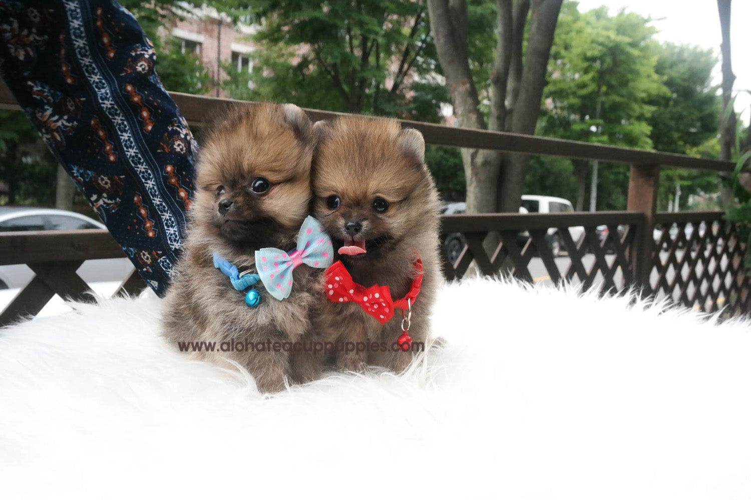 Nichol "collar rojo" - [Pomerania]