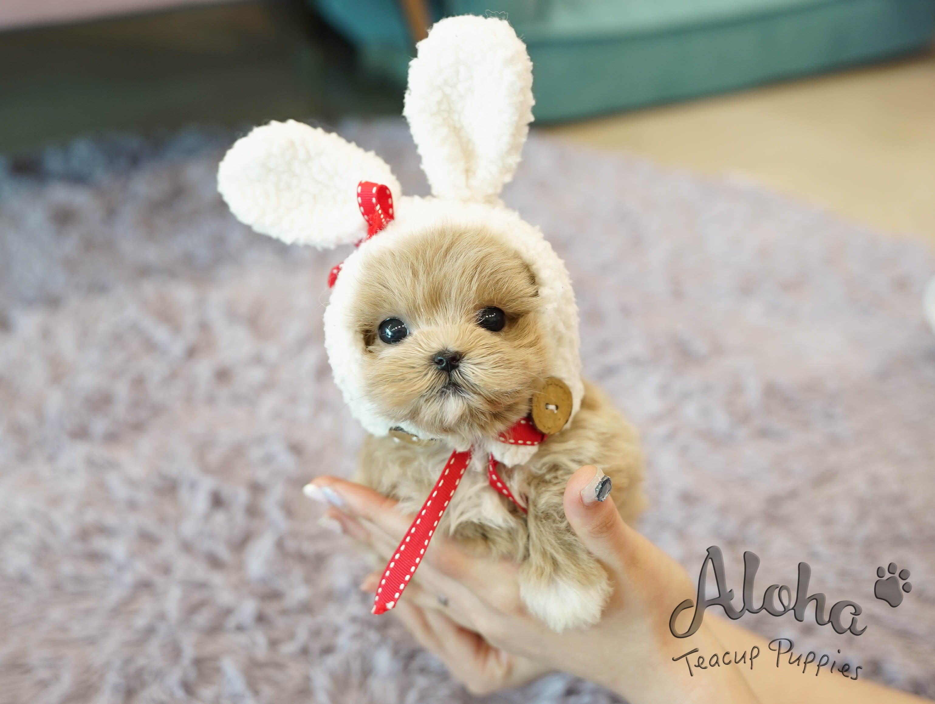 Fiona [TEACUP MALTIPOO]