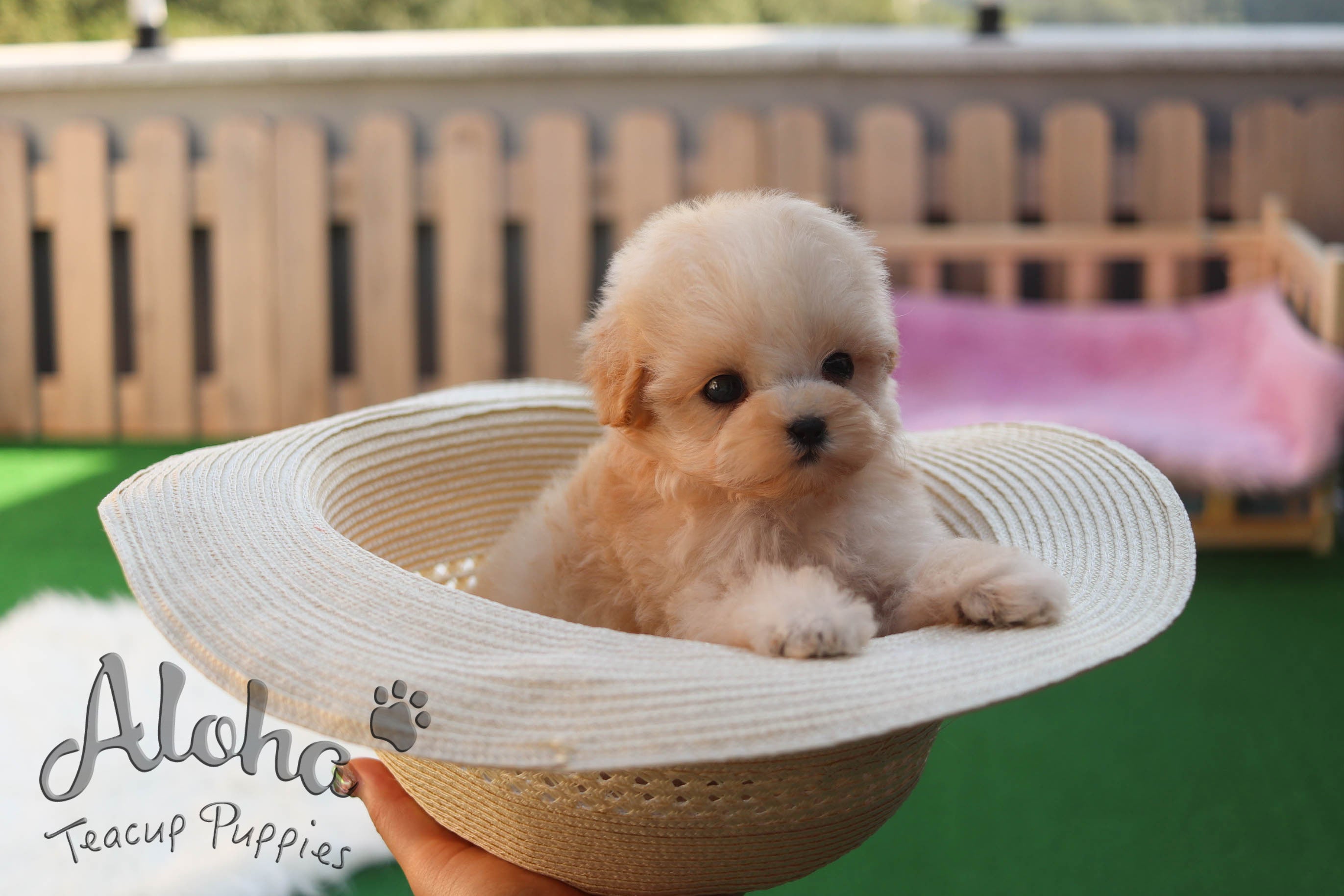 DANA [TEACUP MALTIPOO]