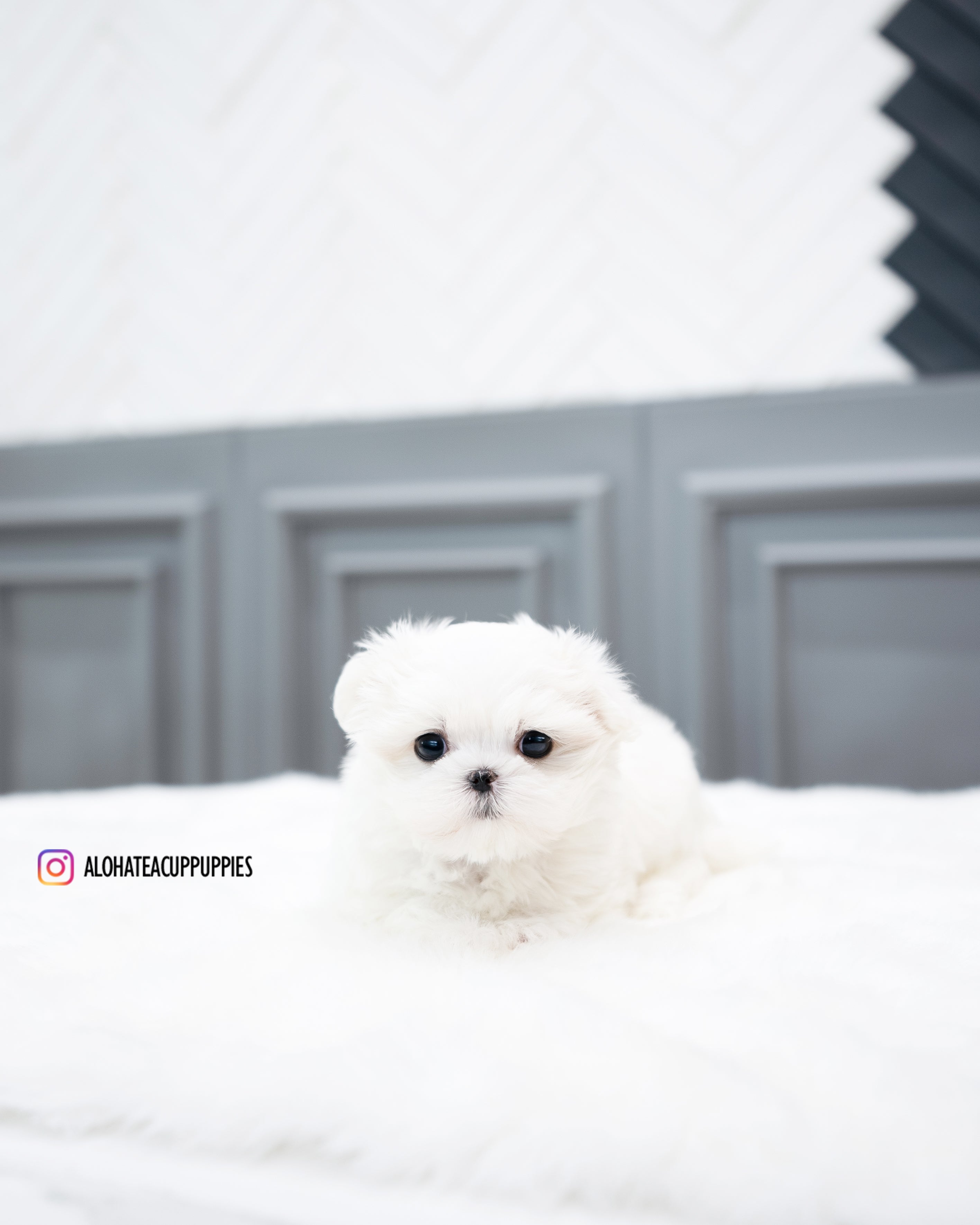 Covy [TEACUP MALTESE]