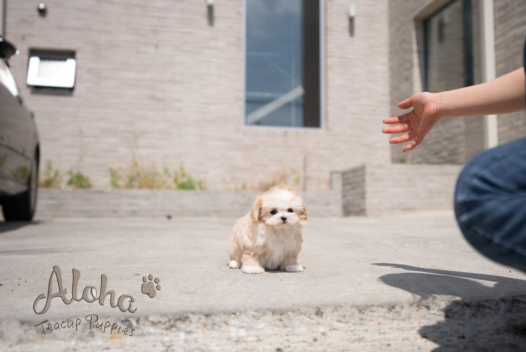 Mia [TEACUP MALTIPOO]