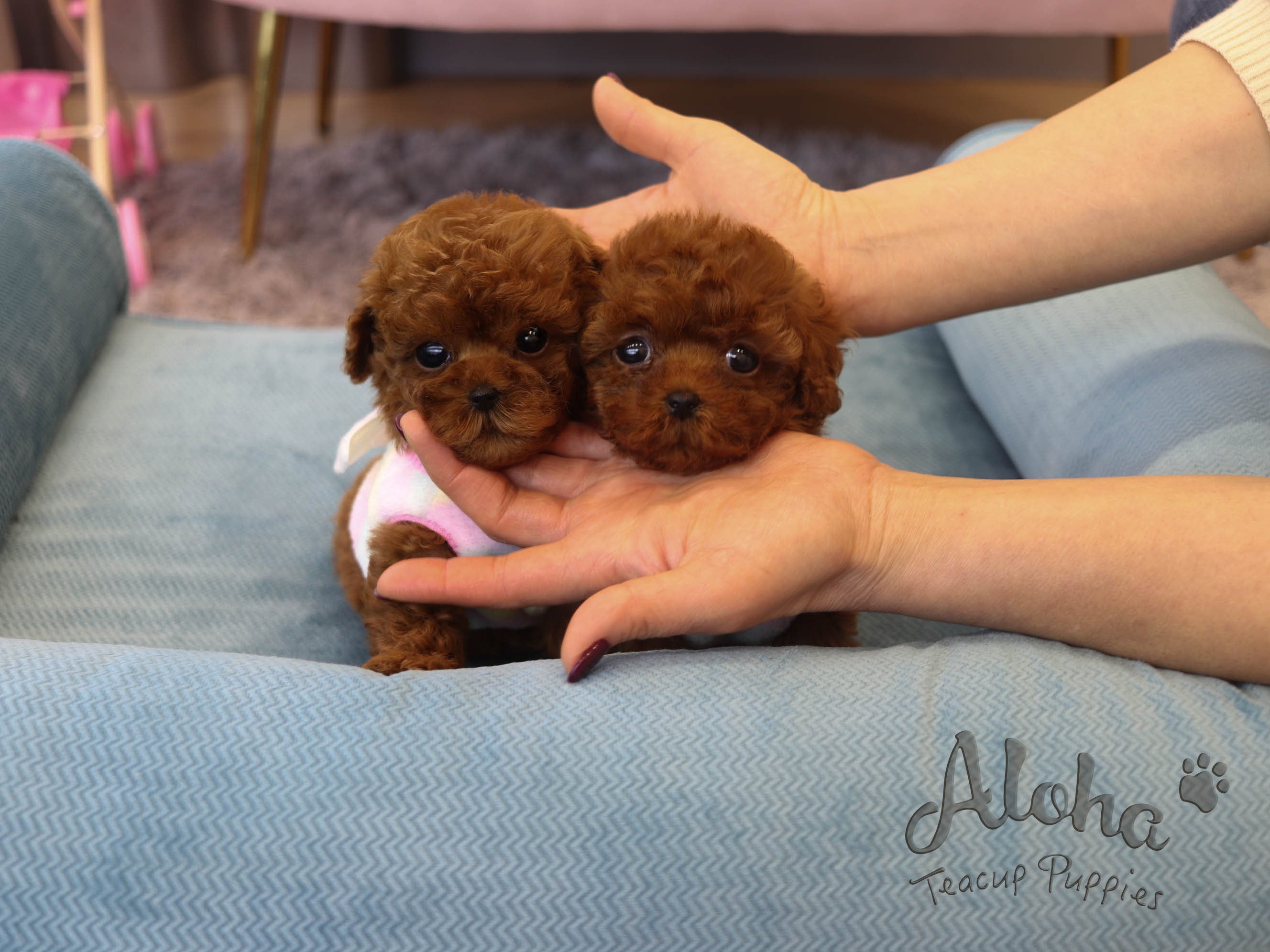 Popcorn [TEACUP POODLE]