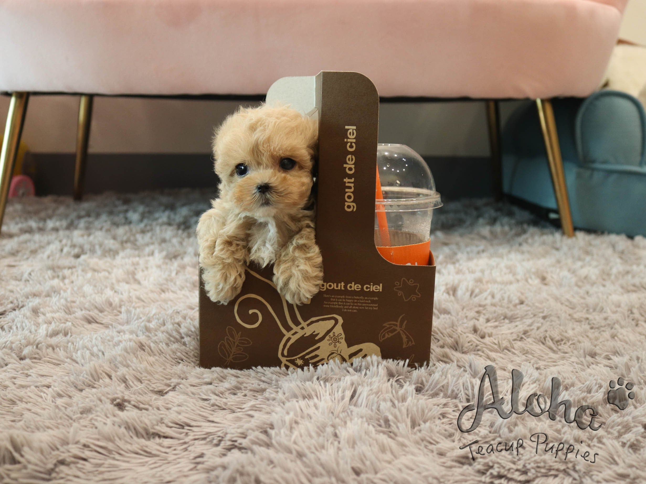 Bobby [TEACUP MALTIPOO]