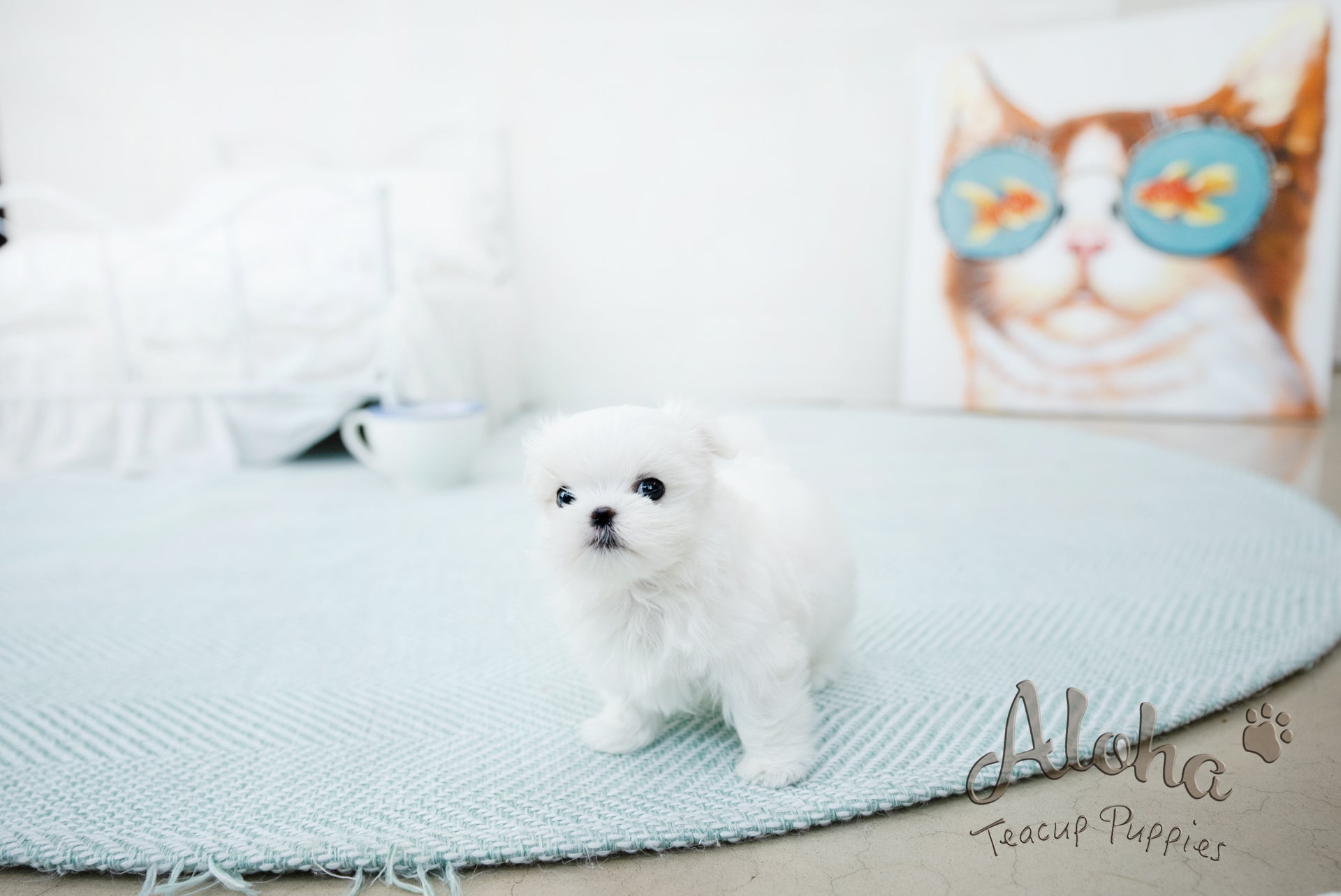 Emma [TEACUP MALTESE]