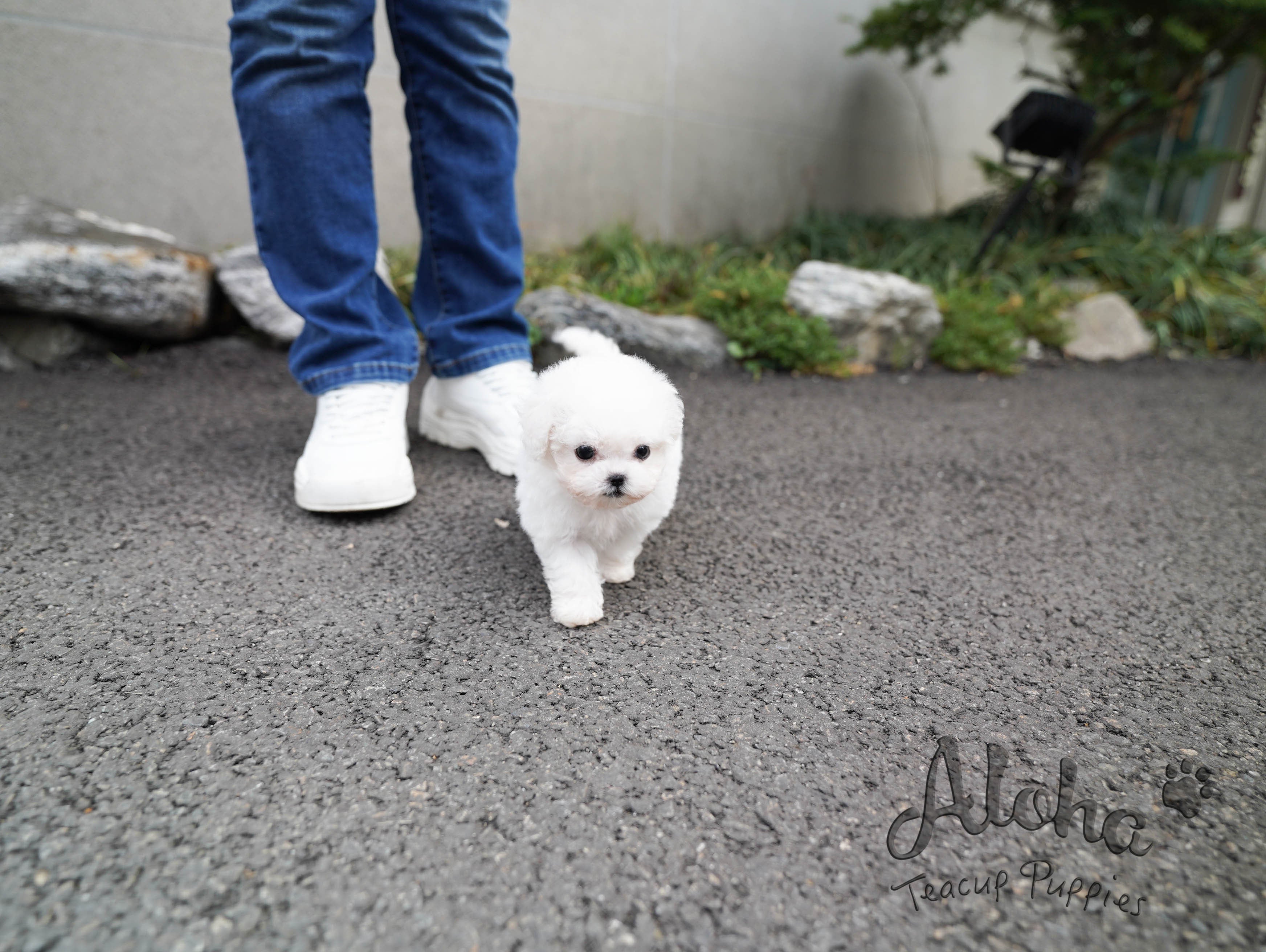 Angel [TEACUP Bichon]