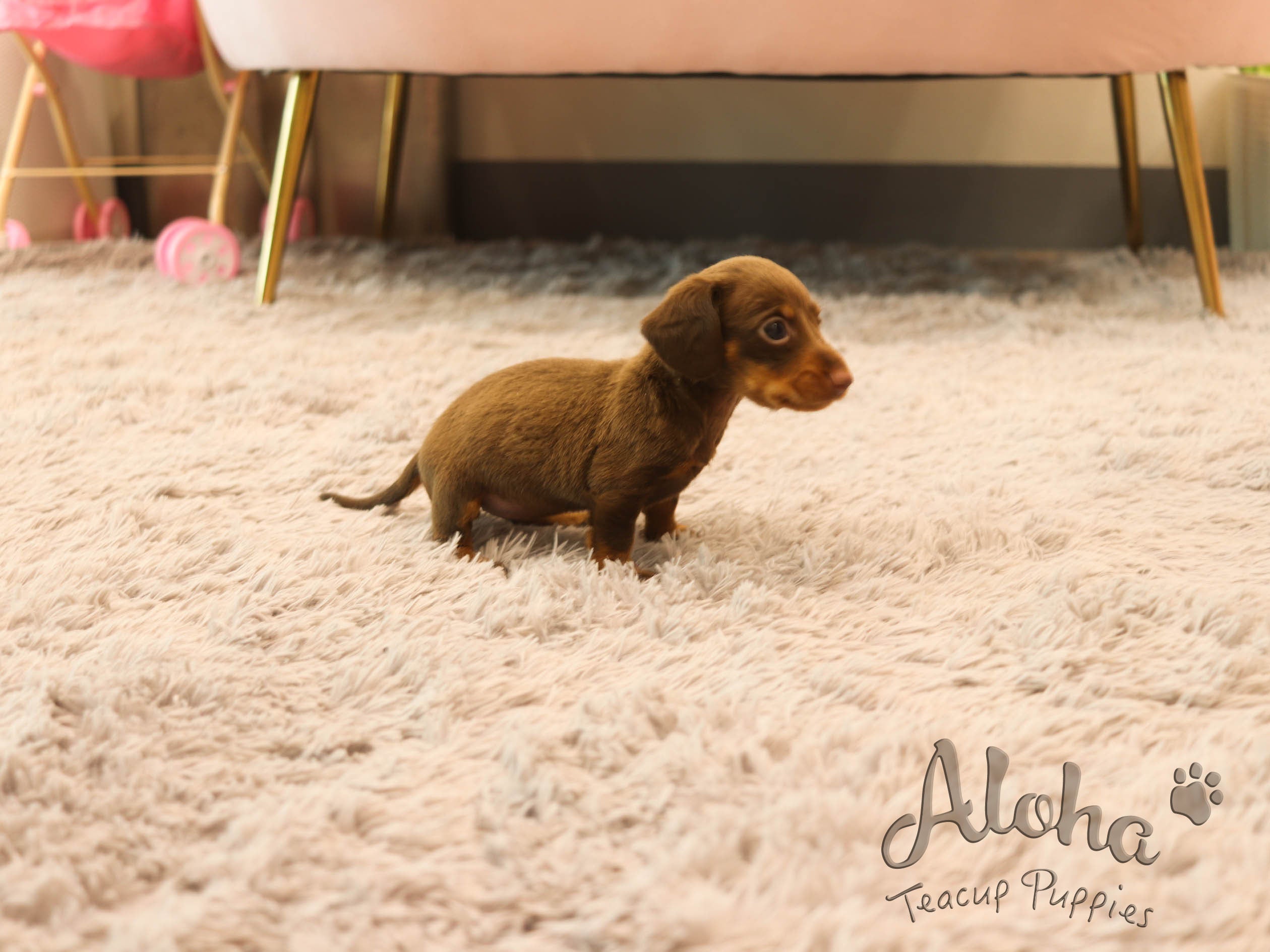 Brownie [TEACUP Dachshund]