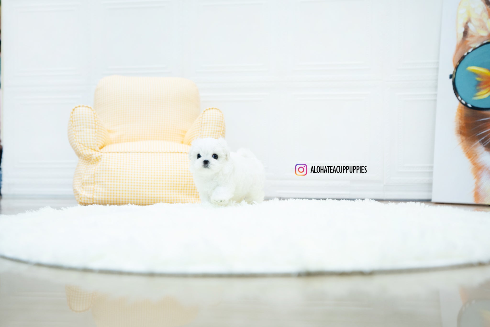 Jasmine [TEACUP MALTESE]