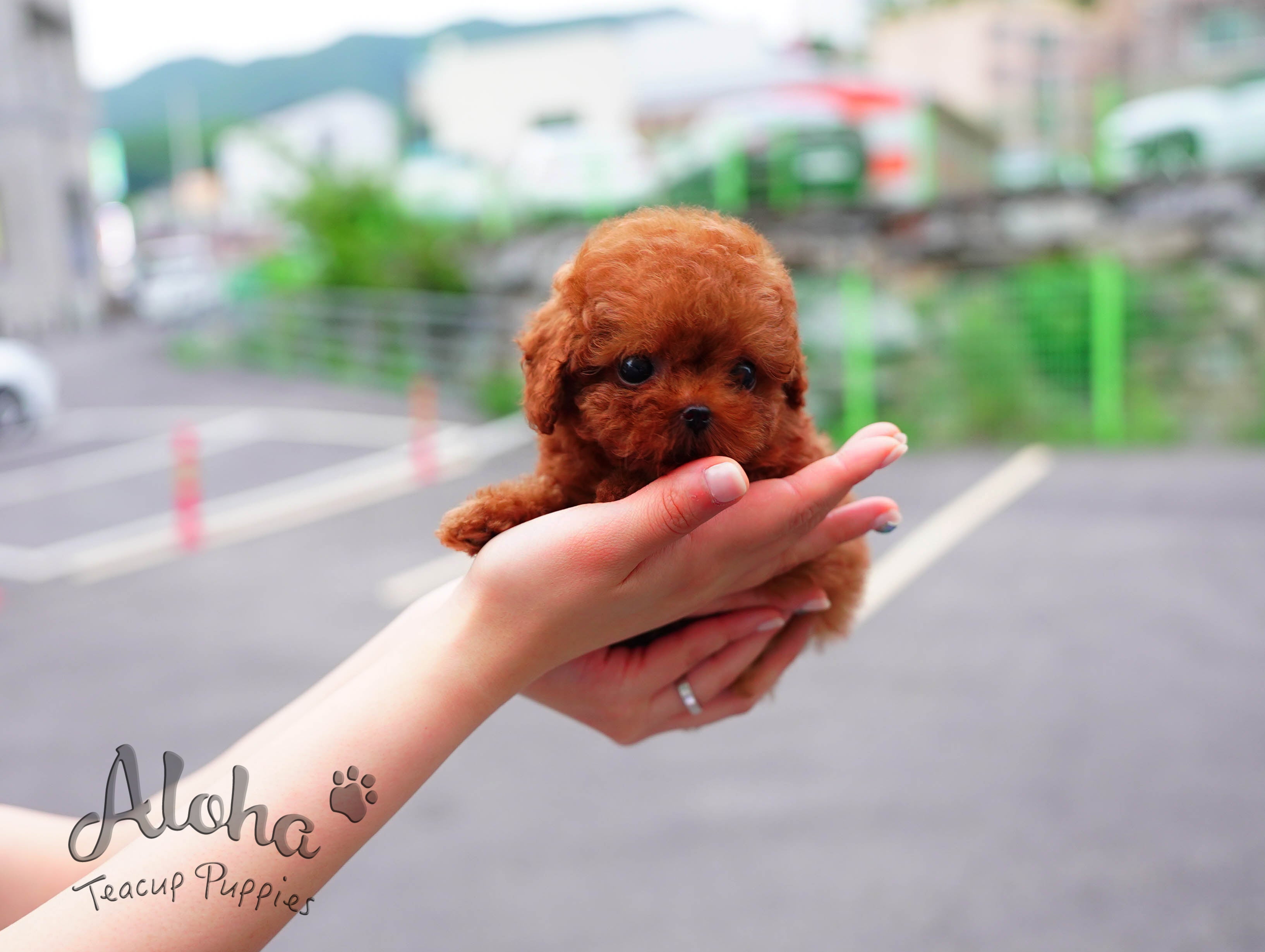 Teddy [TEACUP POODLE]